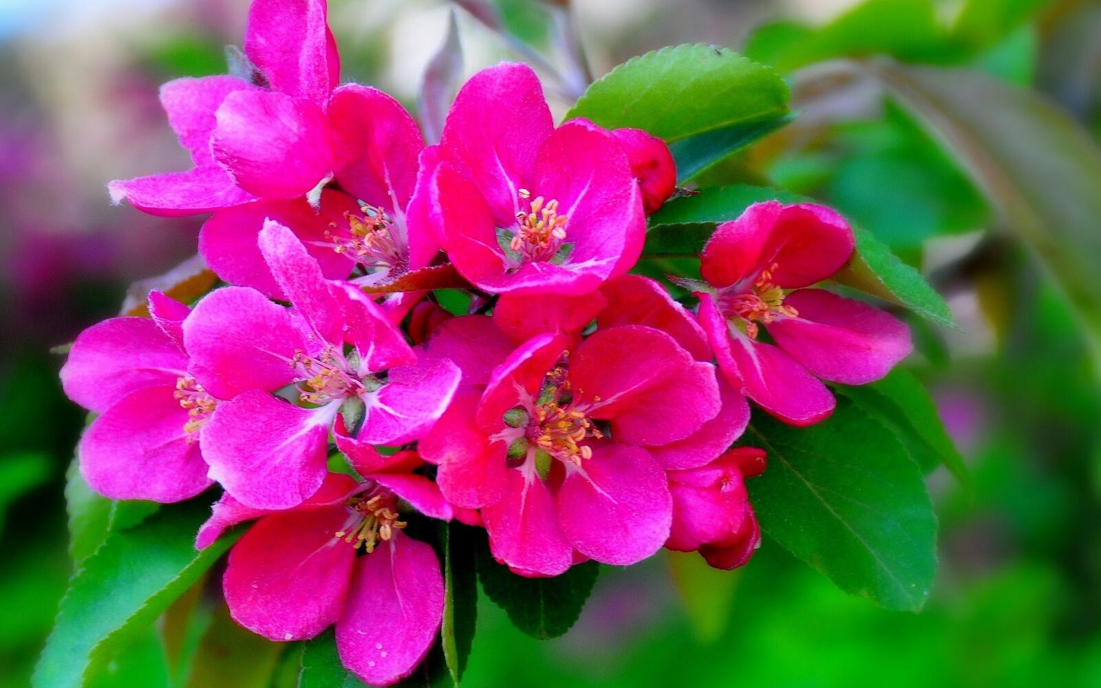 Бесплатное фото Розовые цветочки с зеленой листвой