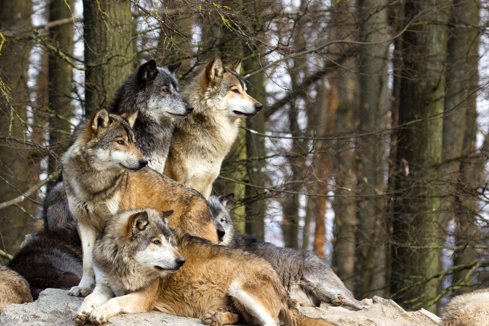 Wallpapers wolves flock wild on the desktop
