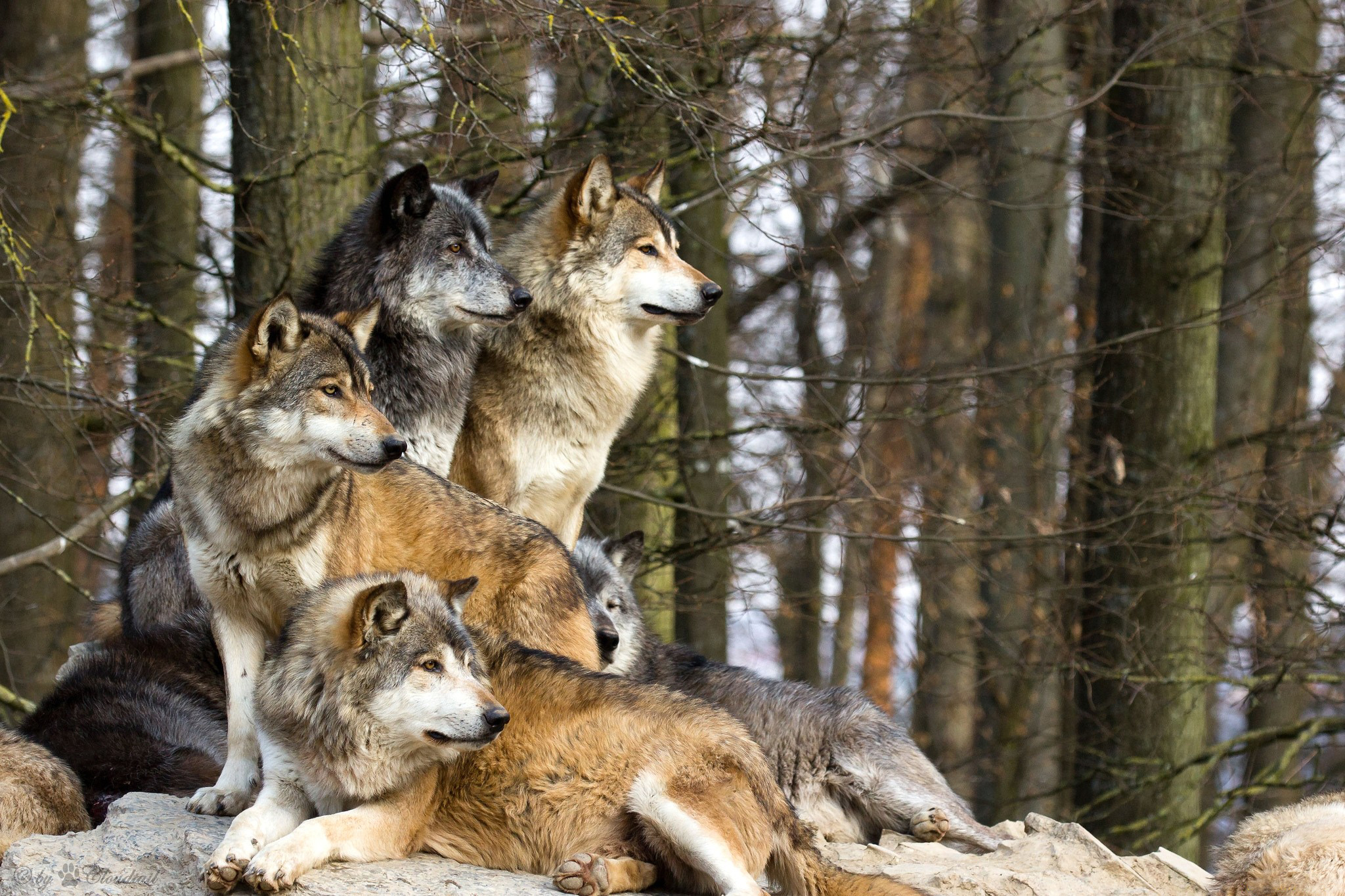 Фото бесплатно волки, стая, дикие