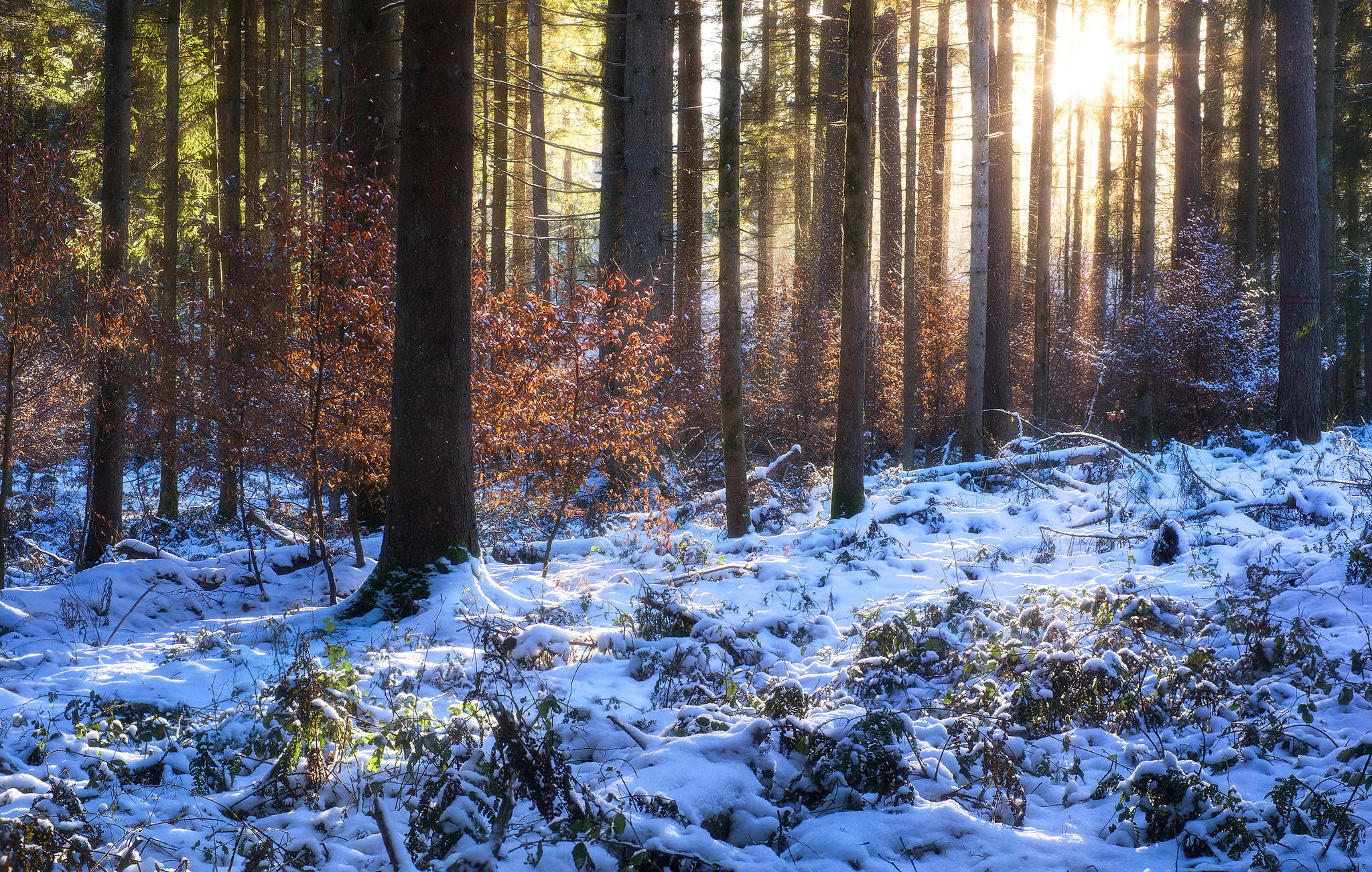 Фото бесплатно снег в лесу, деревья, лес