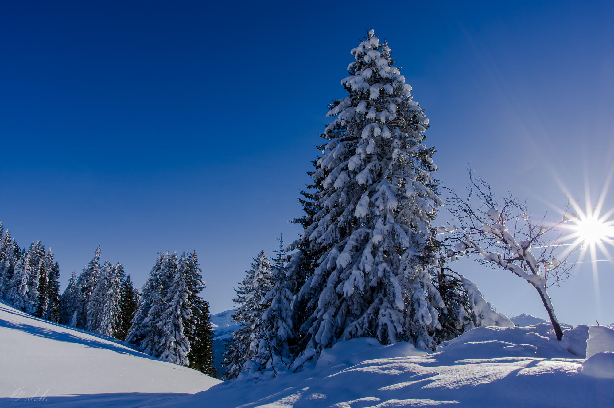Photo free snowdrifts, landscape, branches in the snow