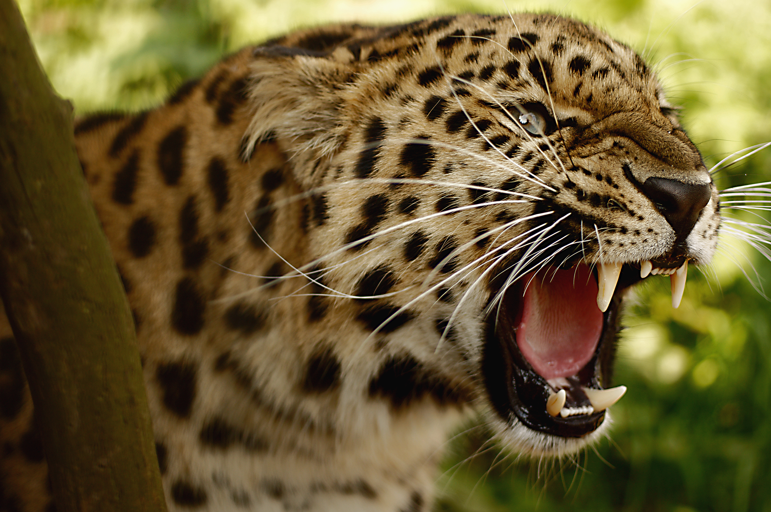 Обои леопард большая кошка угроза на рабочий стол
