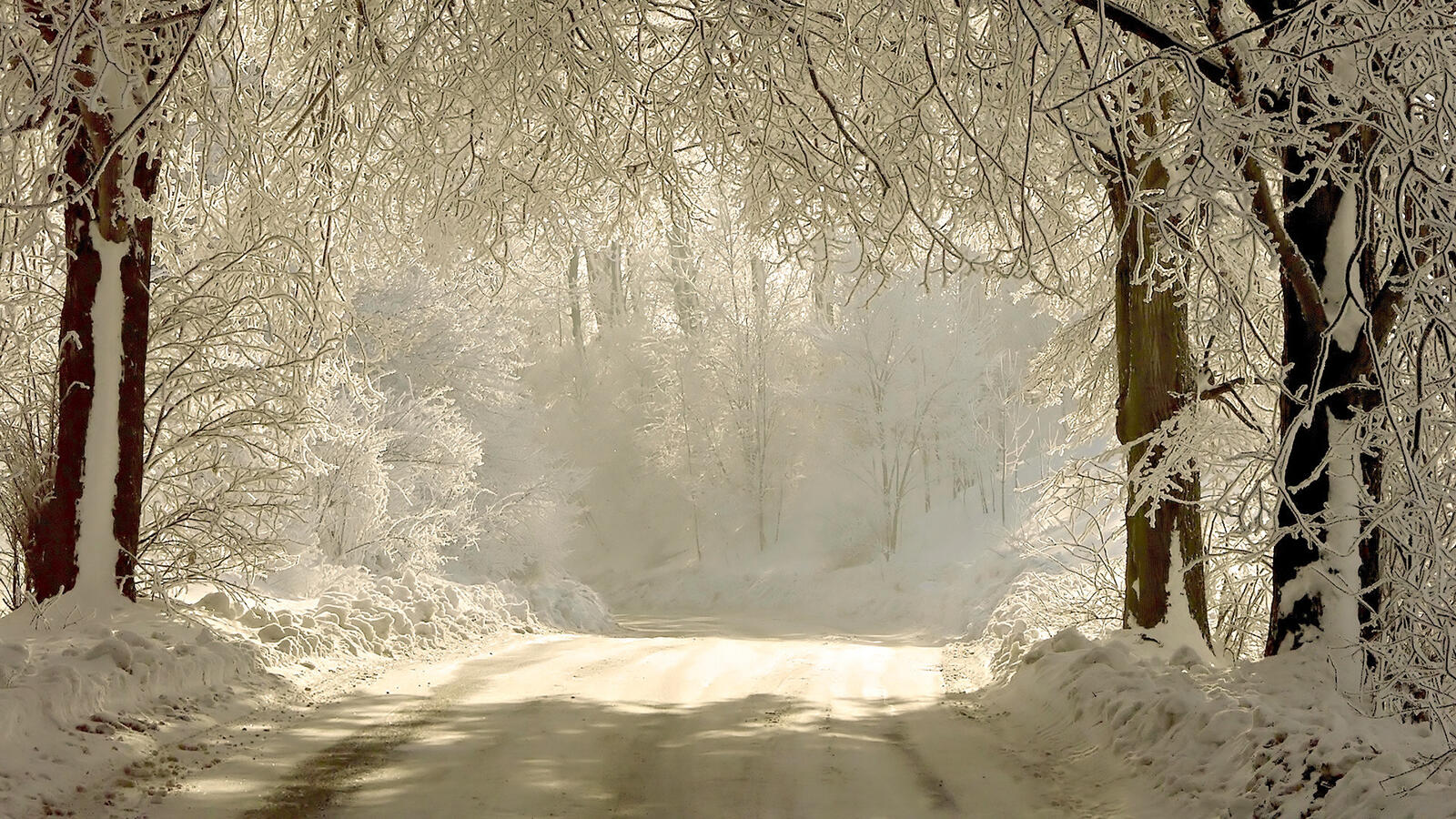 Бесплатное фото Заснеженный лес с автомобильной дорогой