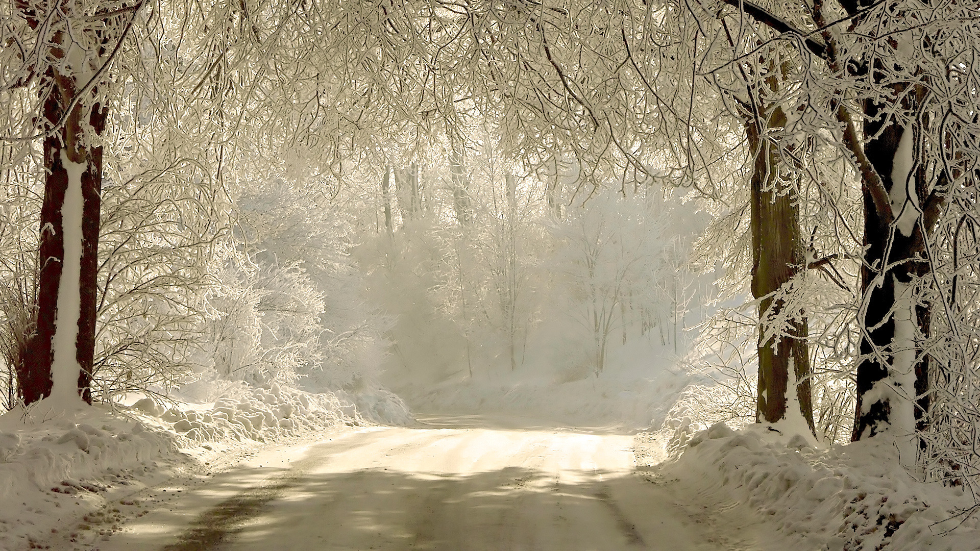 Бесплатное фото Заснеженный лес с автомобильной дорогой