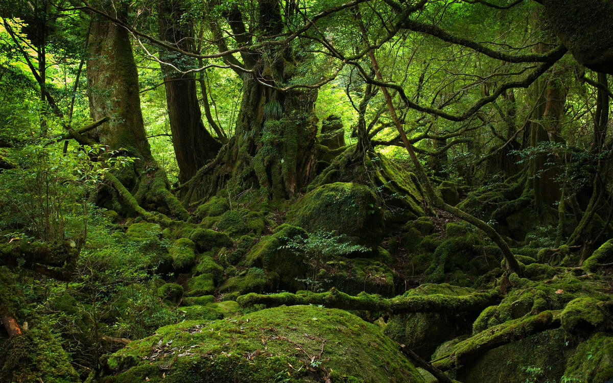 Старинный лес с зеленым мхом