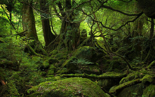 Старинный лес с зеленым мхом