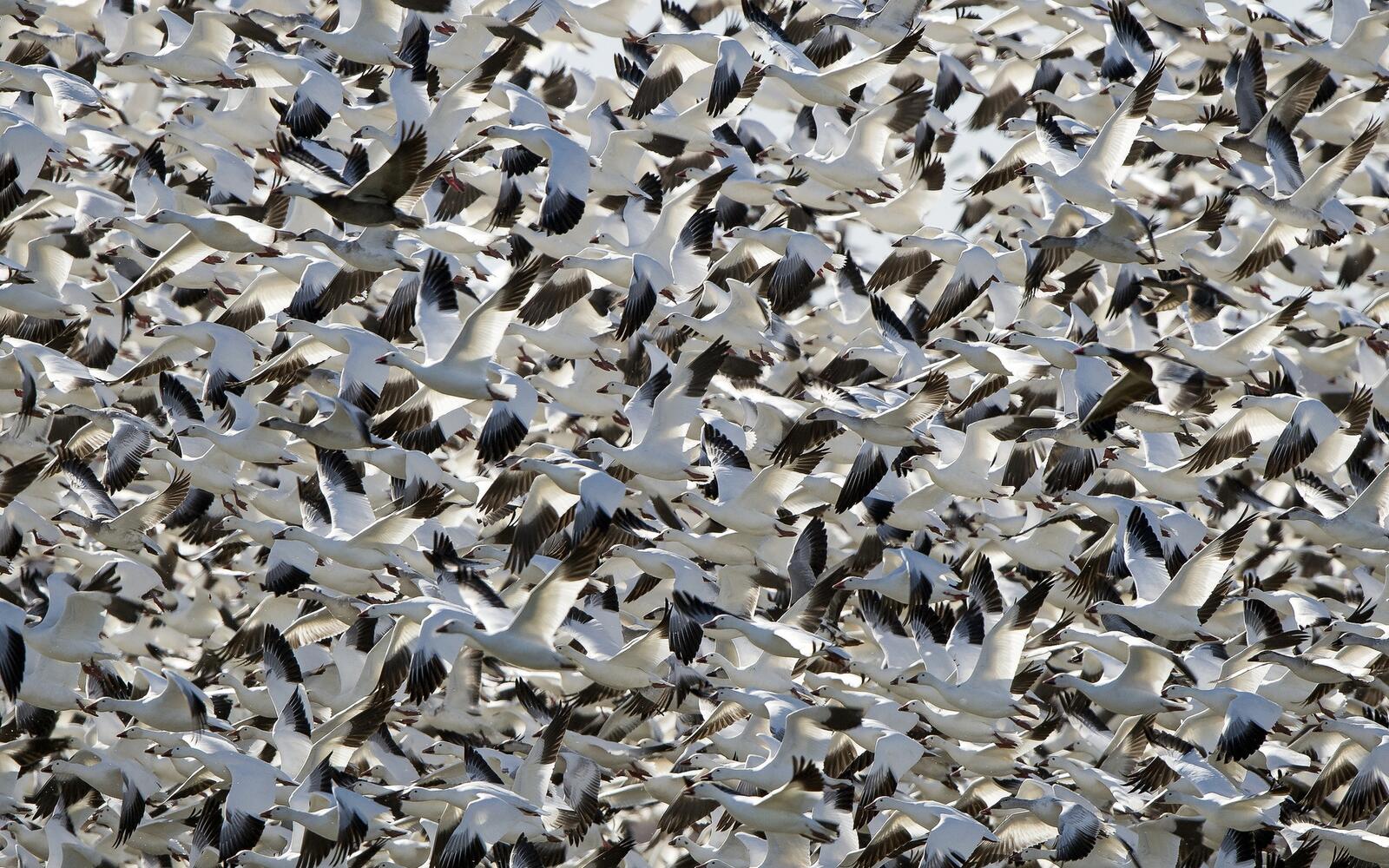 Wallpapers geese flock flight on the desktop