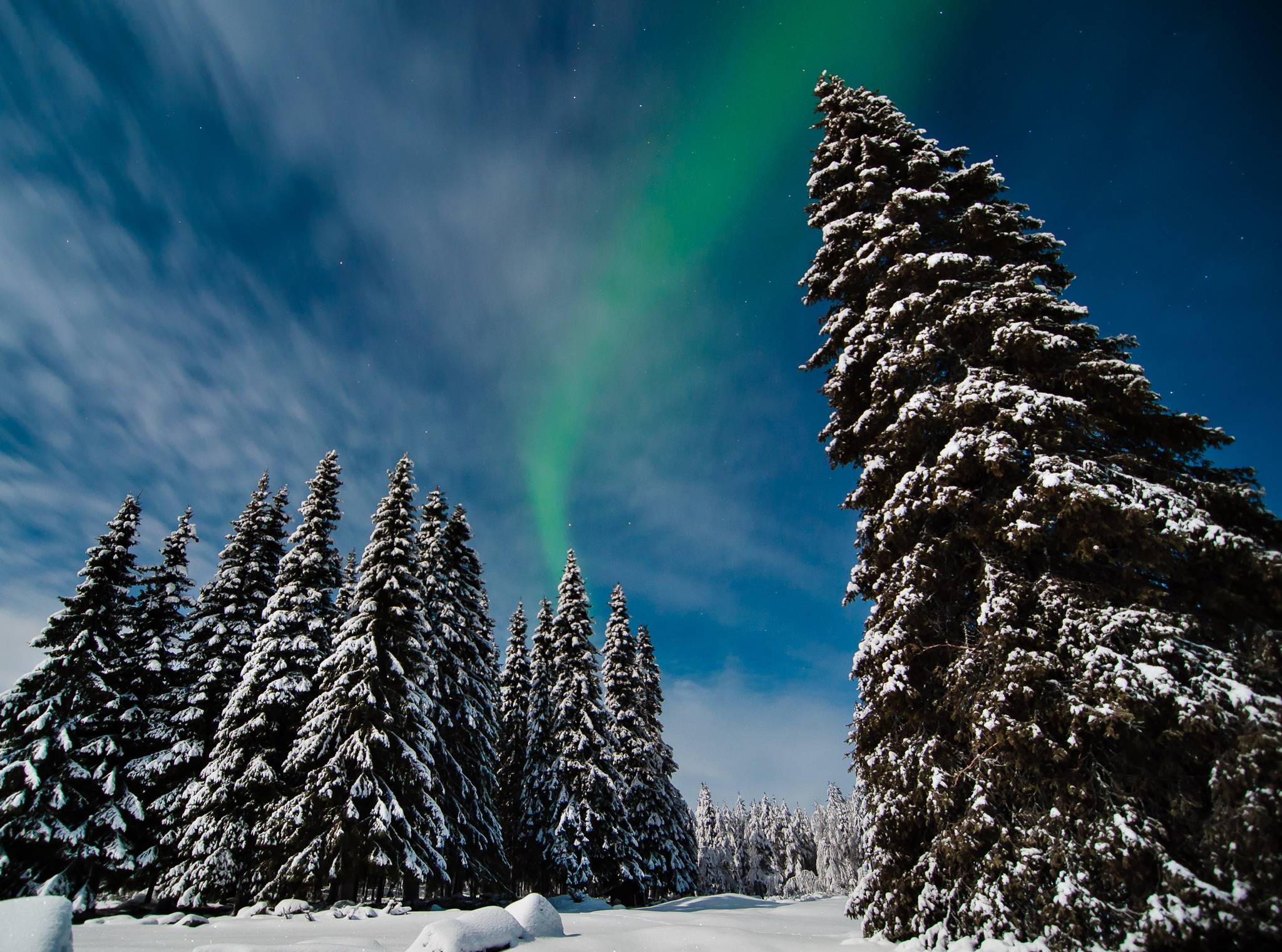 Wallpapers forest aurora borealis trees on the desktop