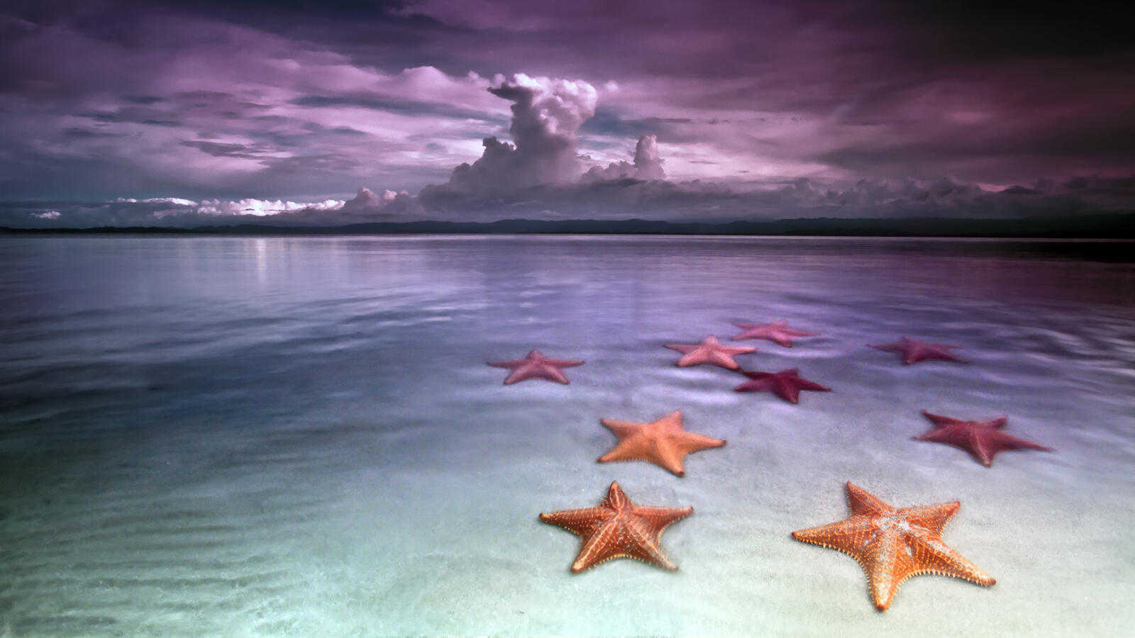 Wallpapers sea star ocean on the desktop