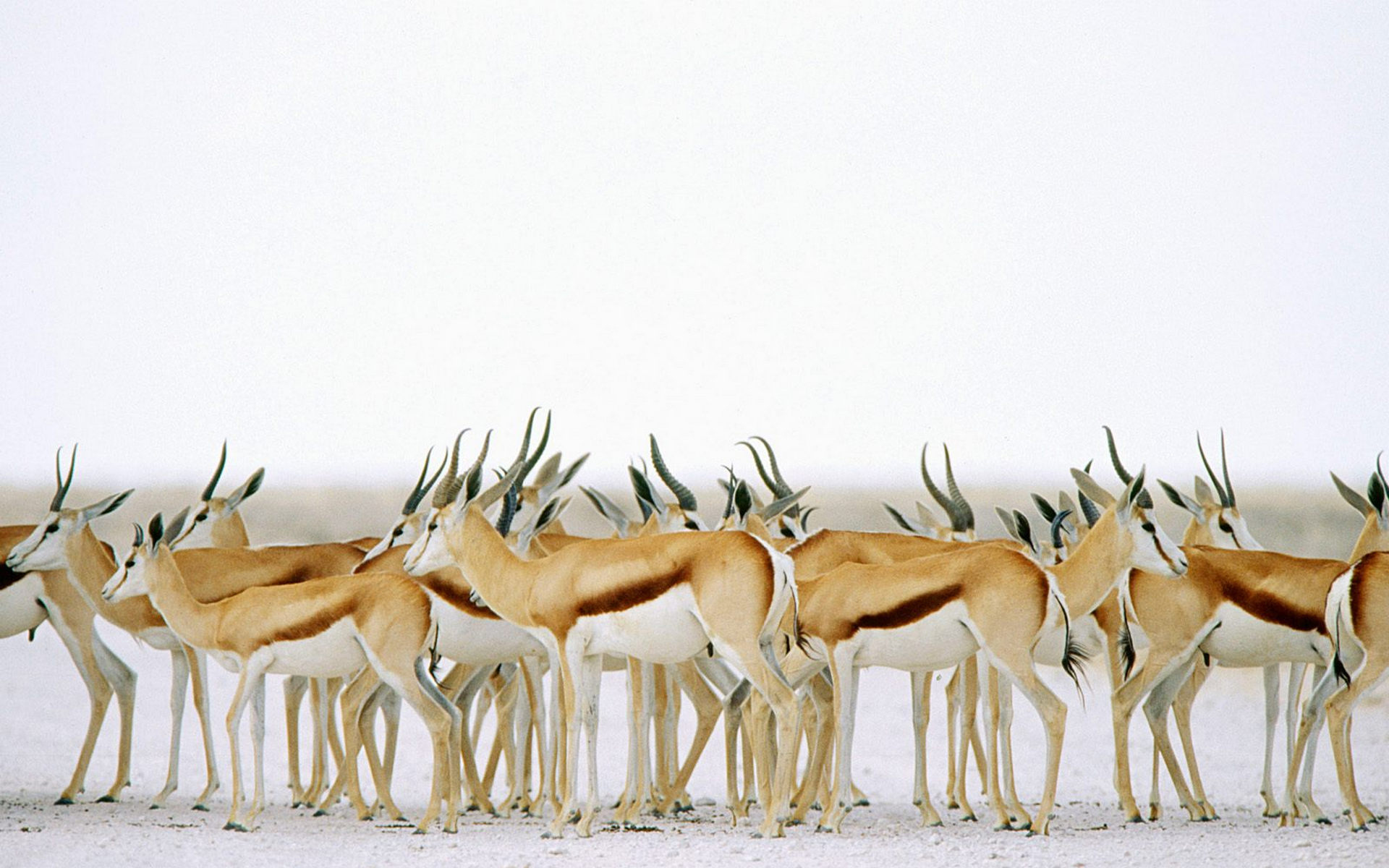 Wallpapers horns deer roe deer on the desktop