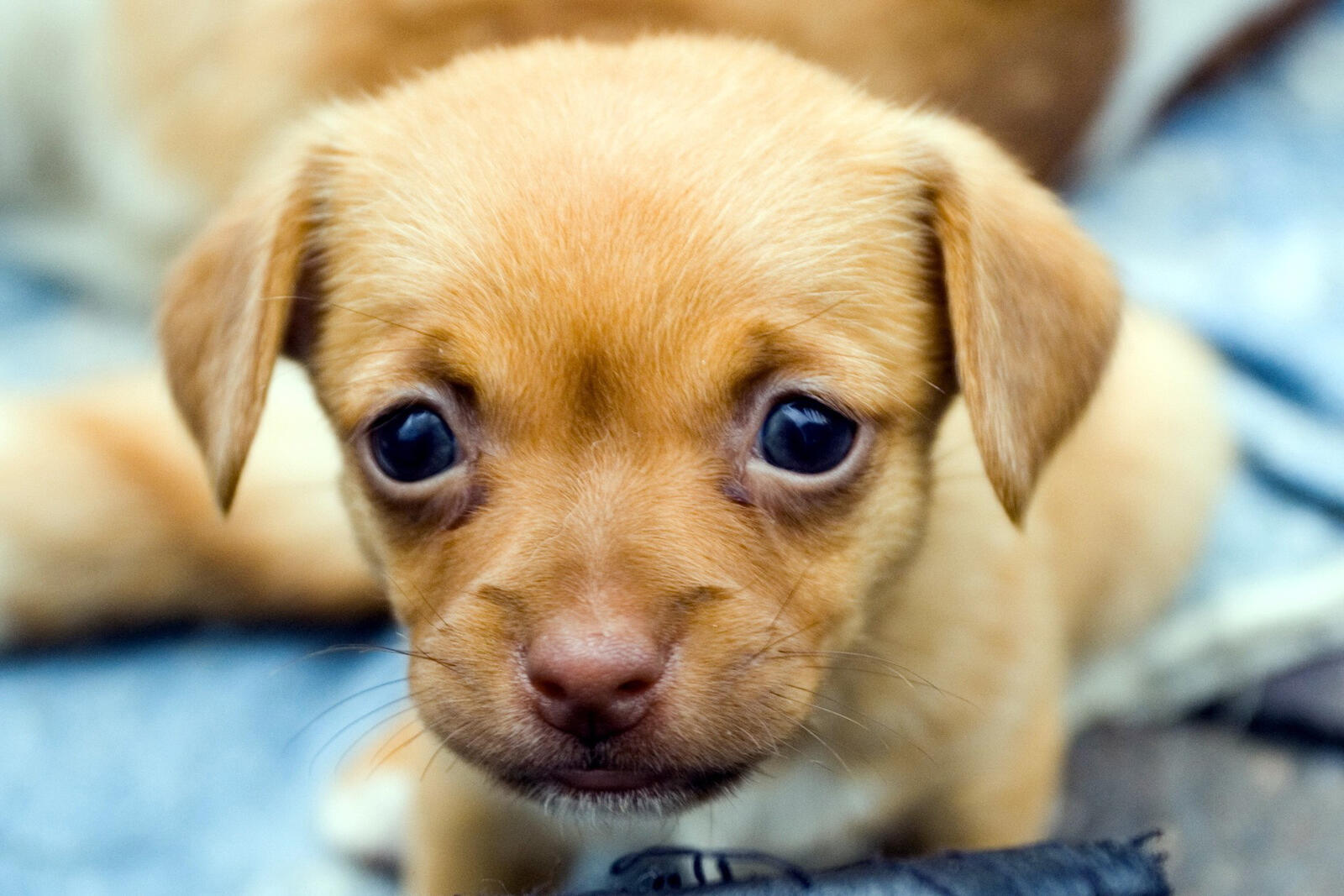 Wallpapers puppy eyes small on the desktop