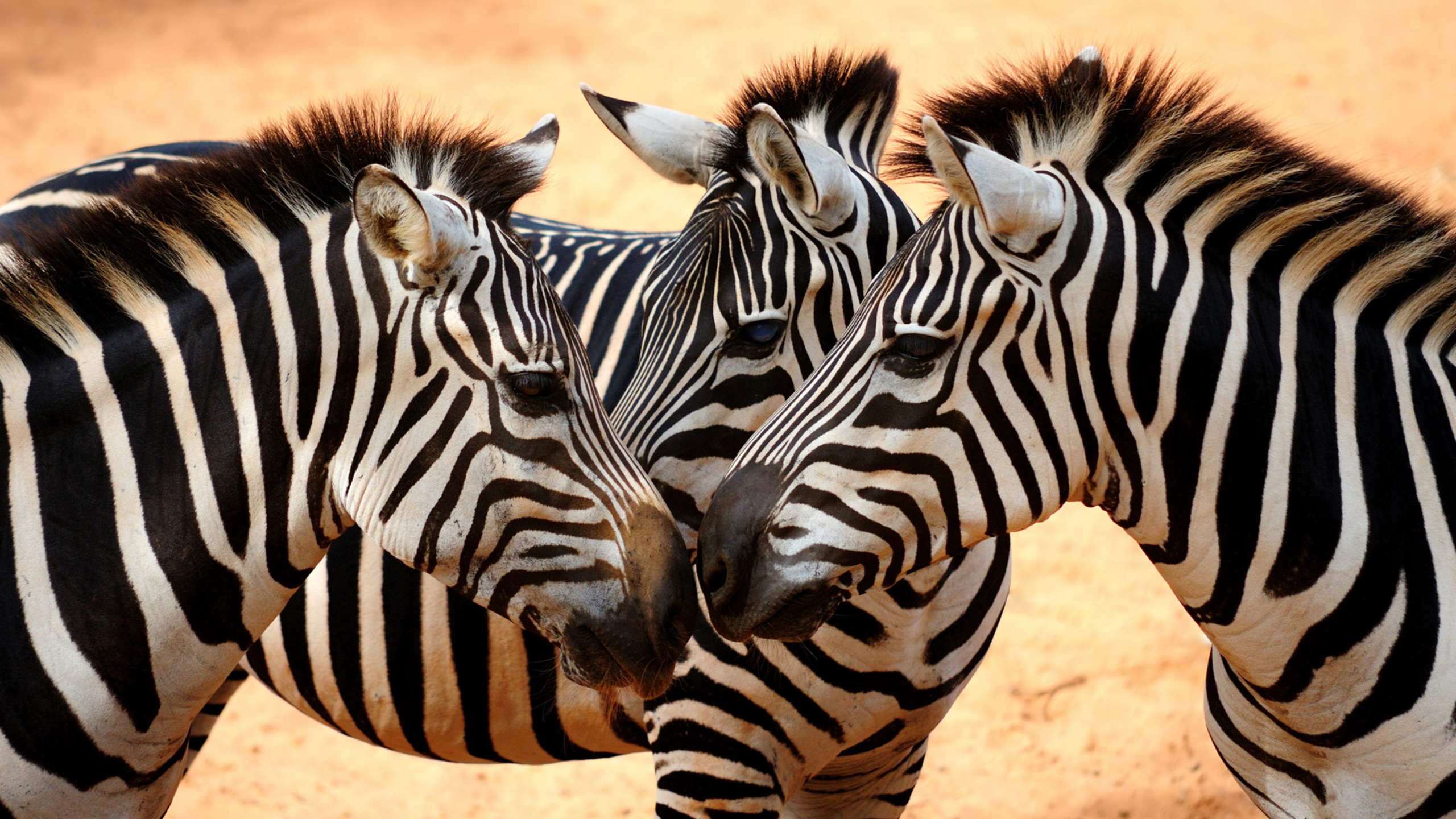 Фото бесплатно зебры, грива, полосы