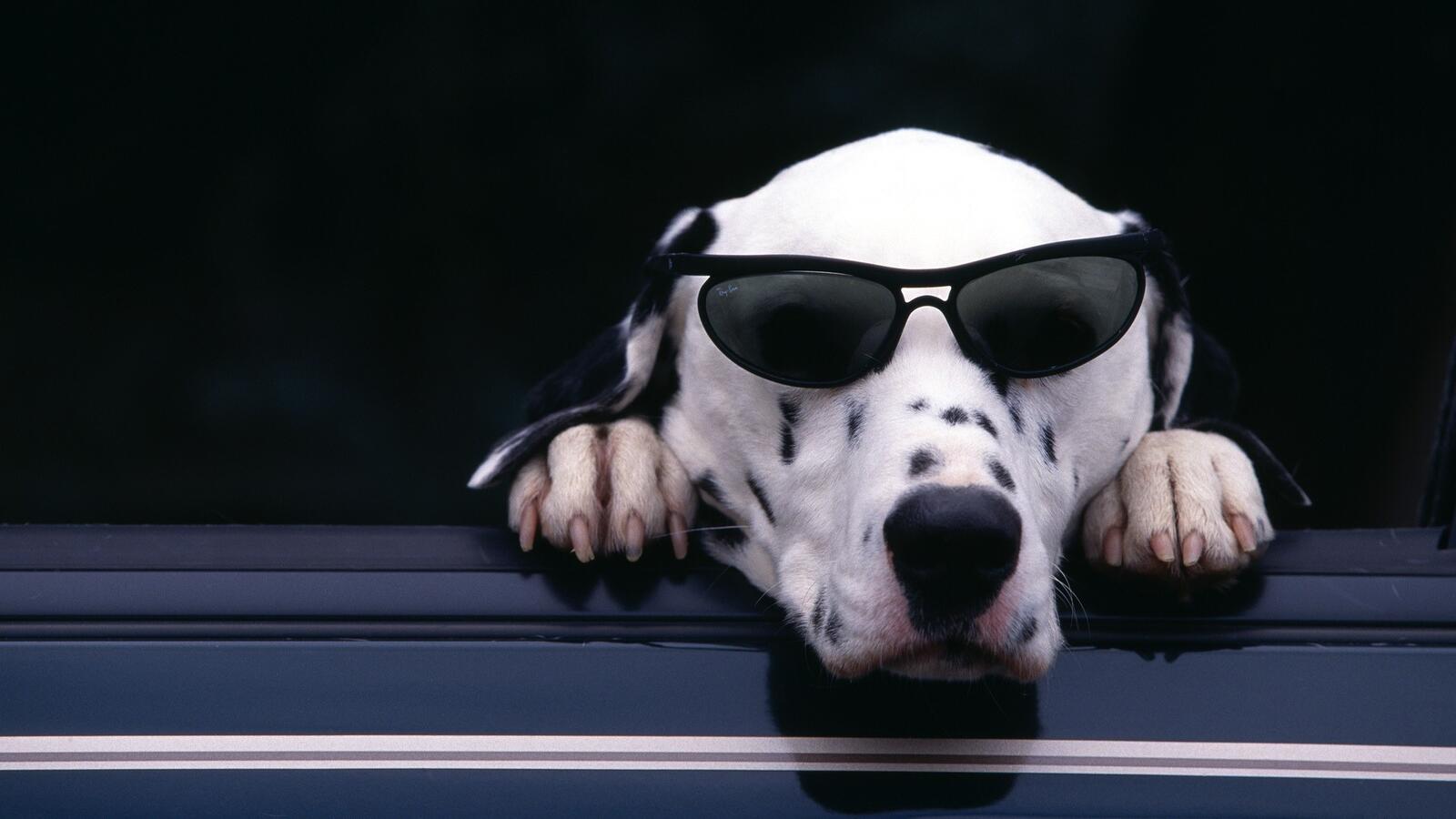 Wallpapers Dalmatian with glasses sunny on the desktop