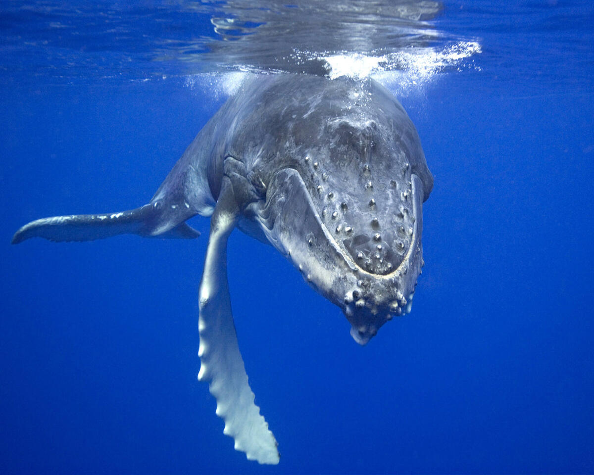 A humpback whale comes out of the water.