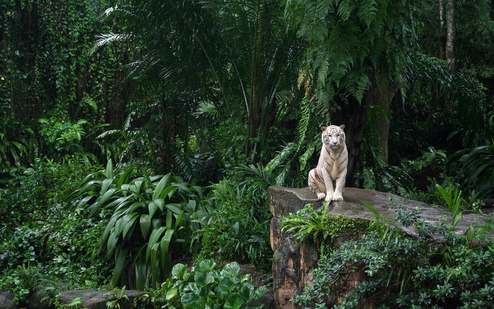 Обои белый тигр заросли тропический лес на рабочий стол