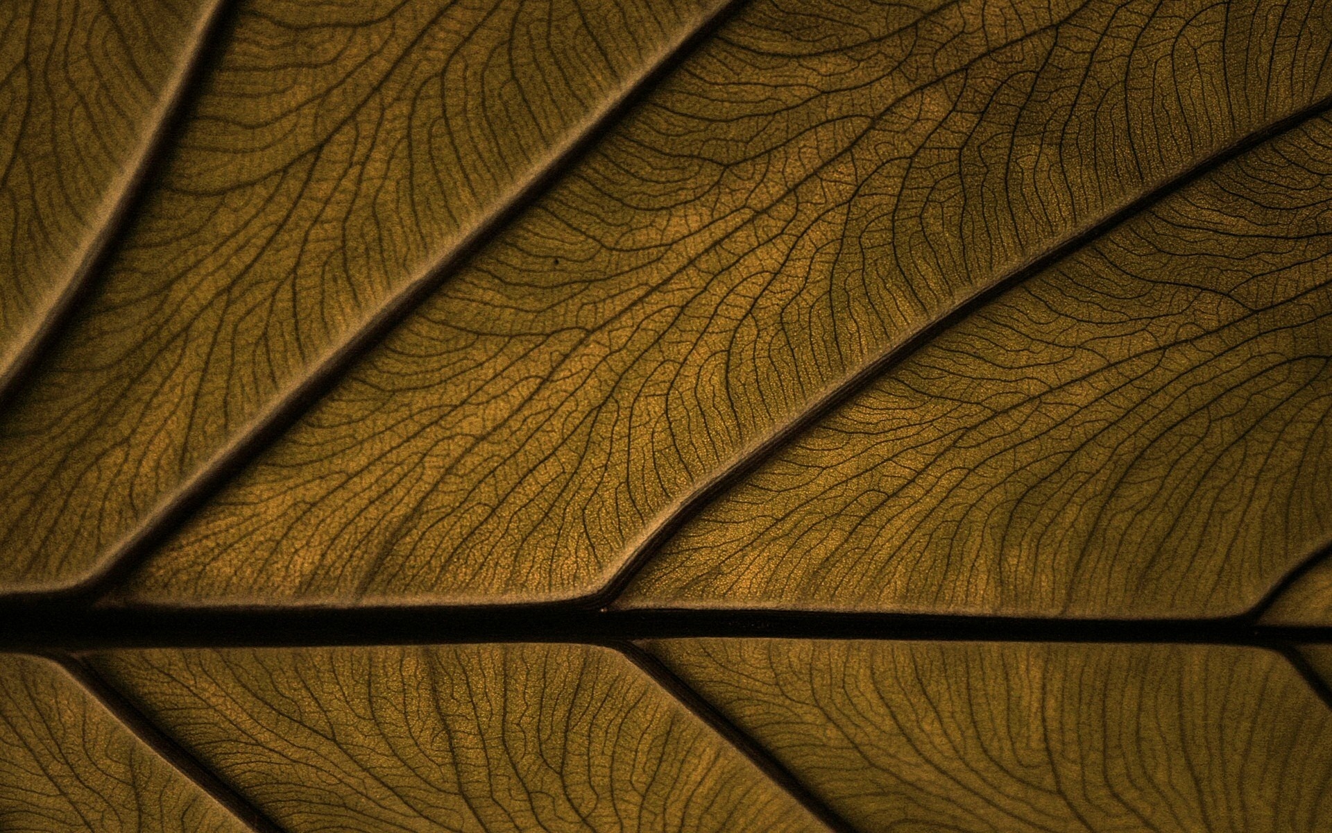 Wallpapers tree structure pattern on the desktop