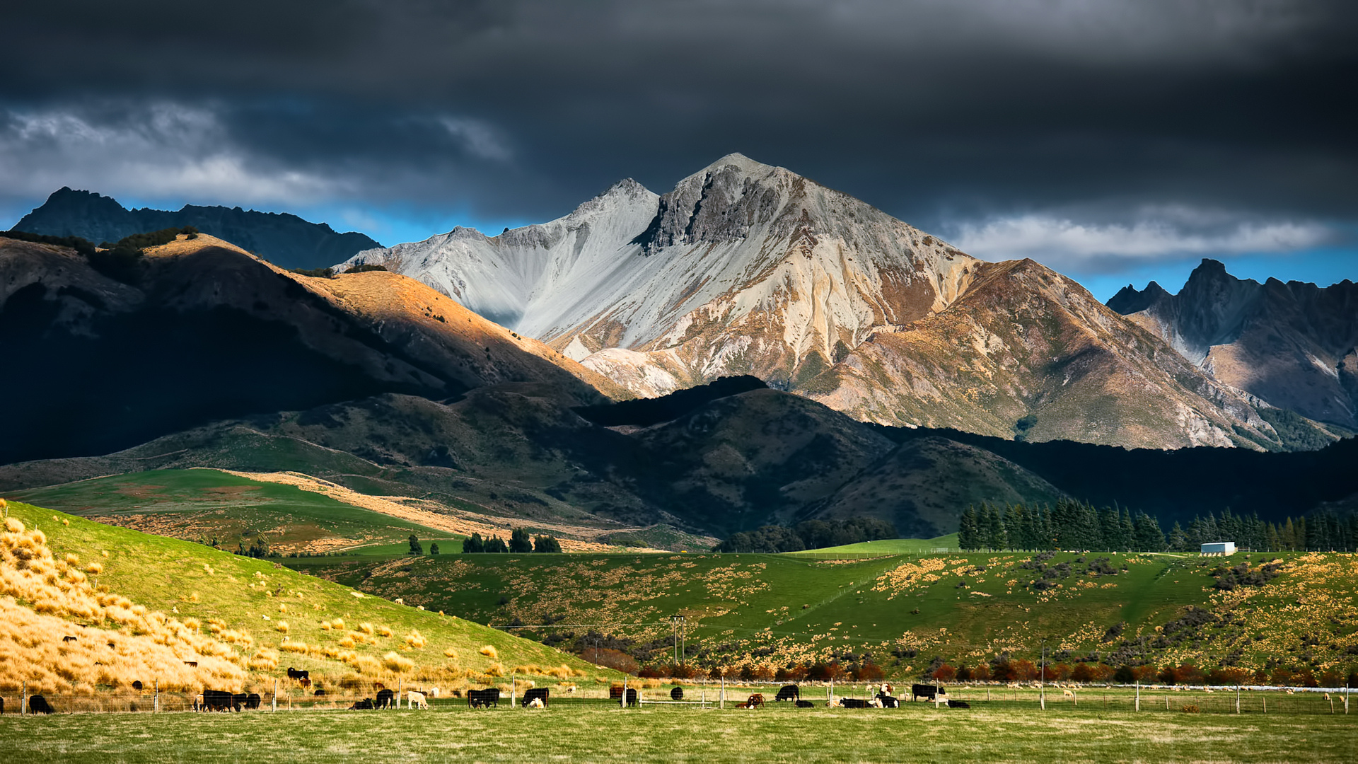 Бесплатное фото Большое пастбище с коровами у подножья гор