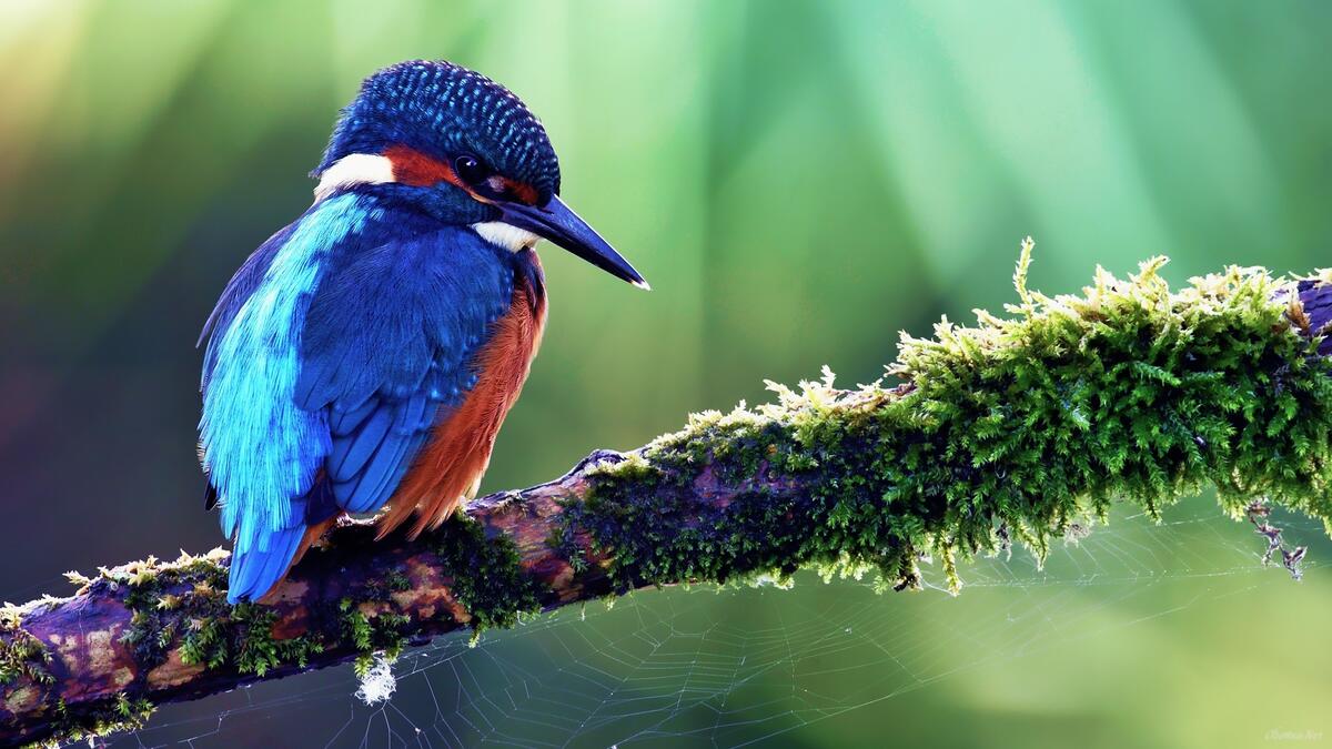 Маленькая птичка с синими перьями