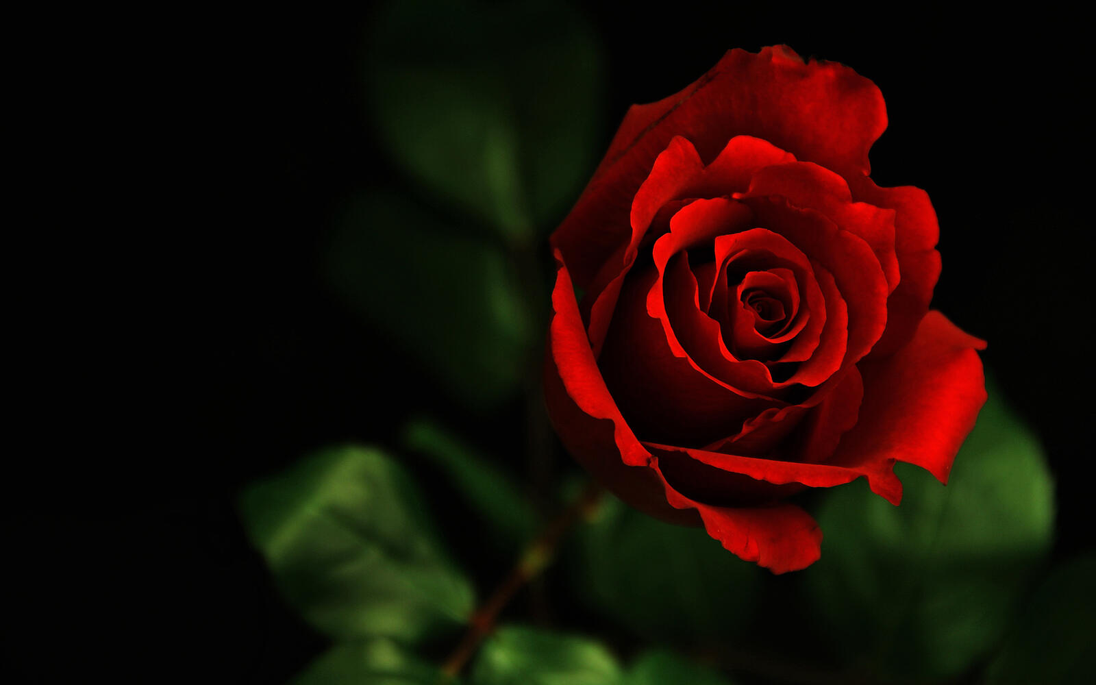 Обои роза красная листья на рабочий стол