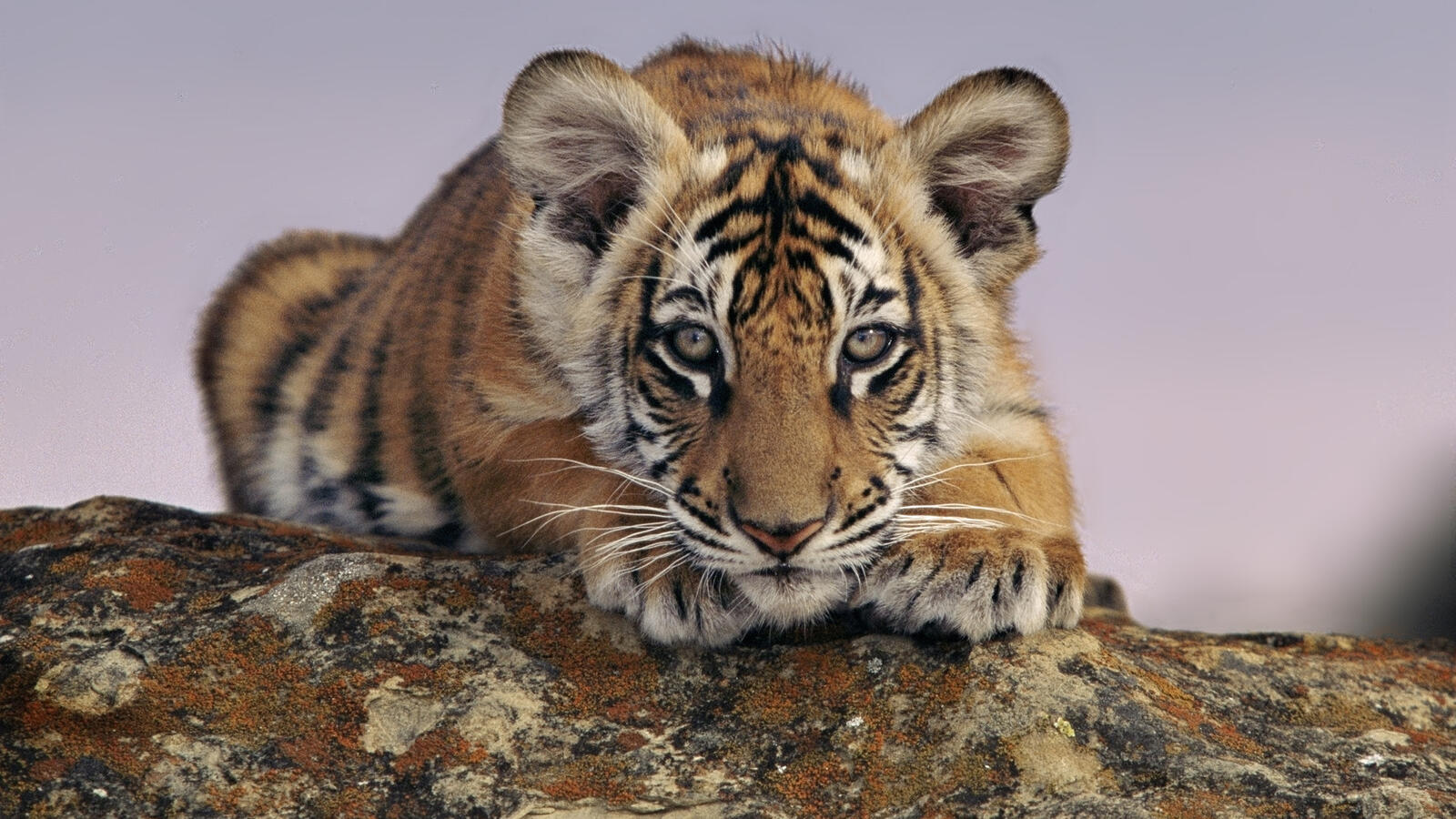 Wallpapers tiger cub small ears on the desktop