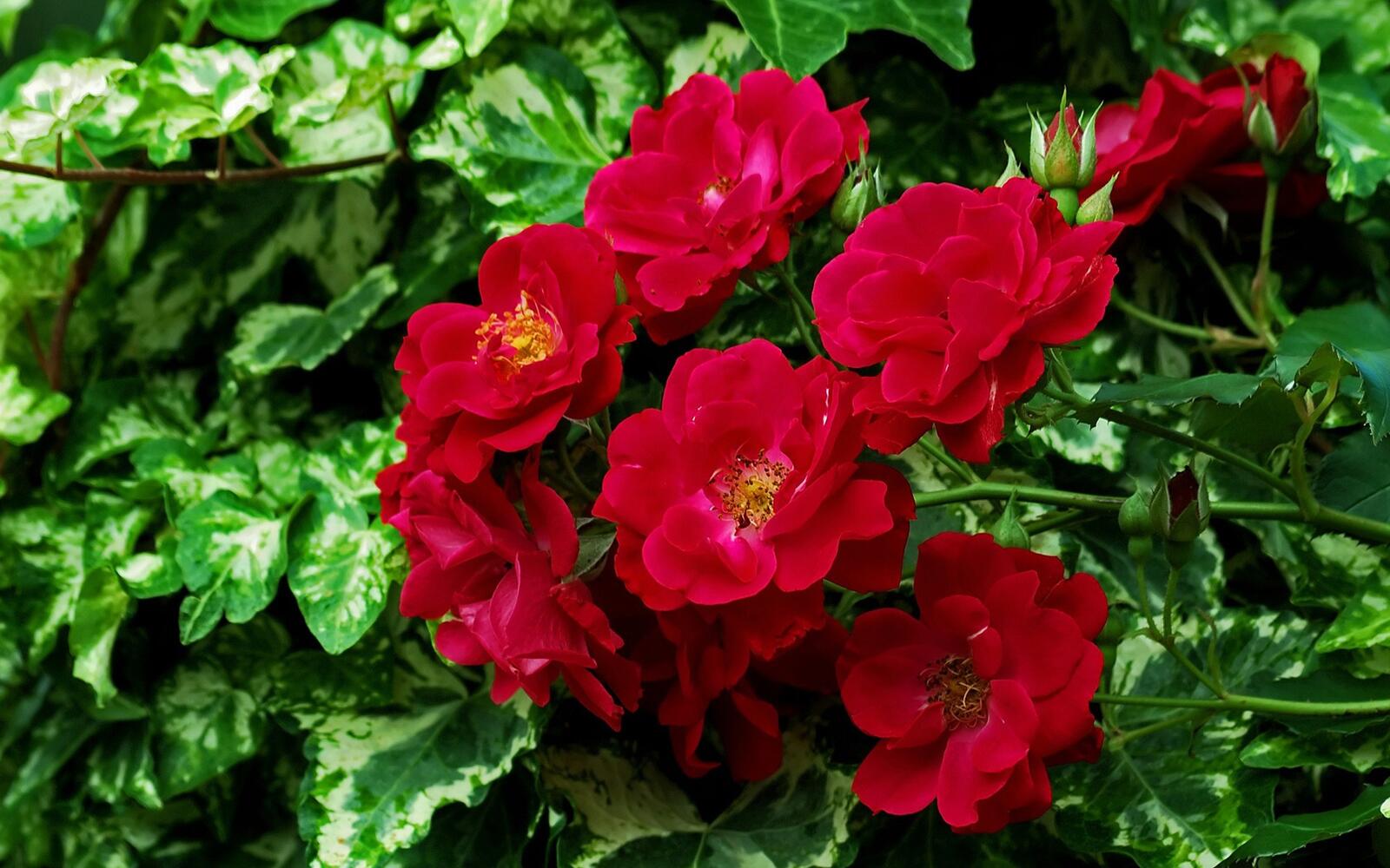 Wallpapers flowers buds red on the desktop