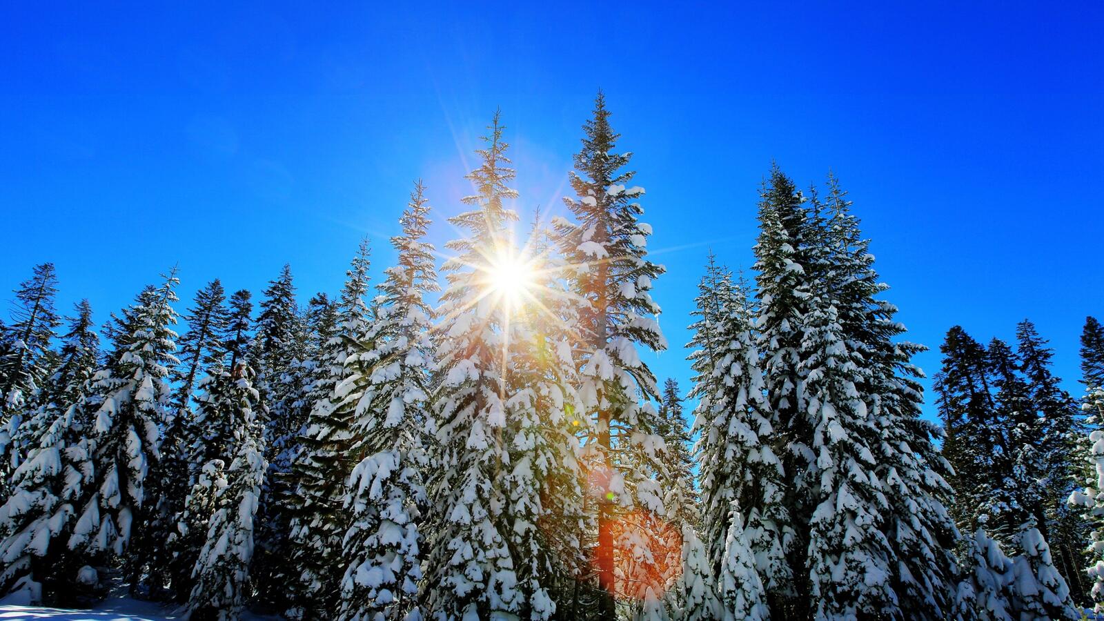 Обои зима лес солнце на рабочий стол