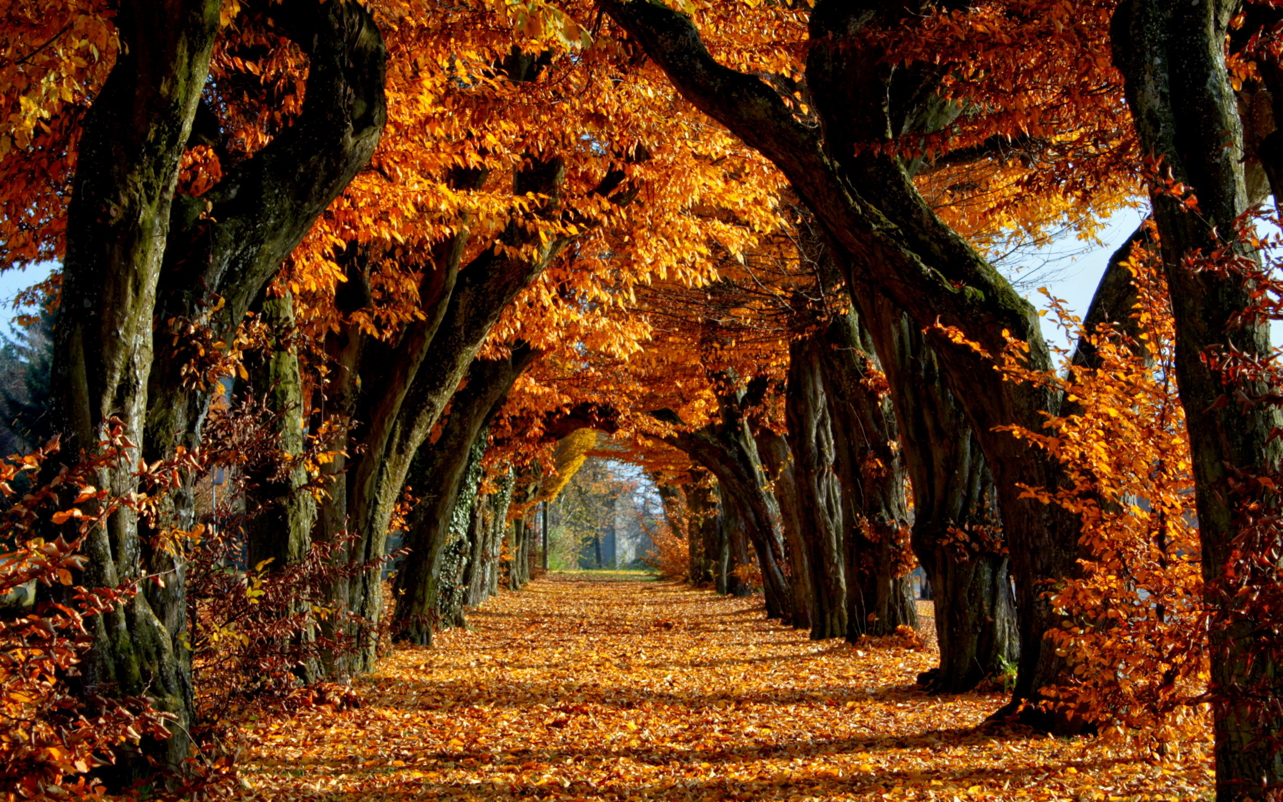 Wallpapers leaves autumn trees on the desktop