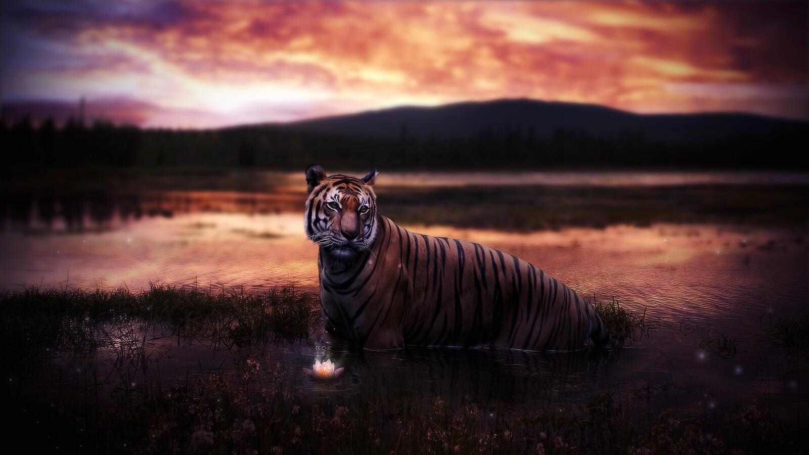 Wallpapers rendering tiger swamp on the desktop
