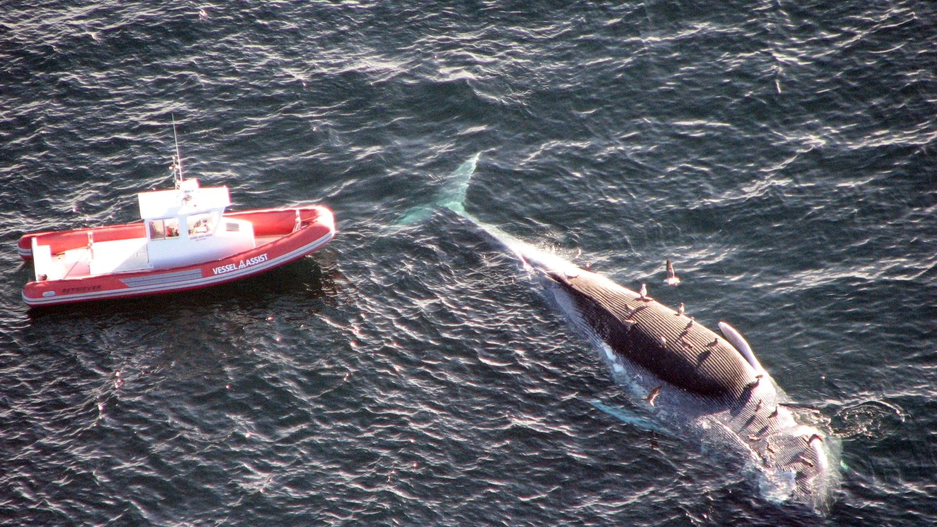 Обои кит умер погиб на рабочий стол