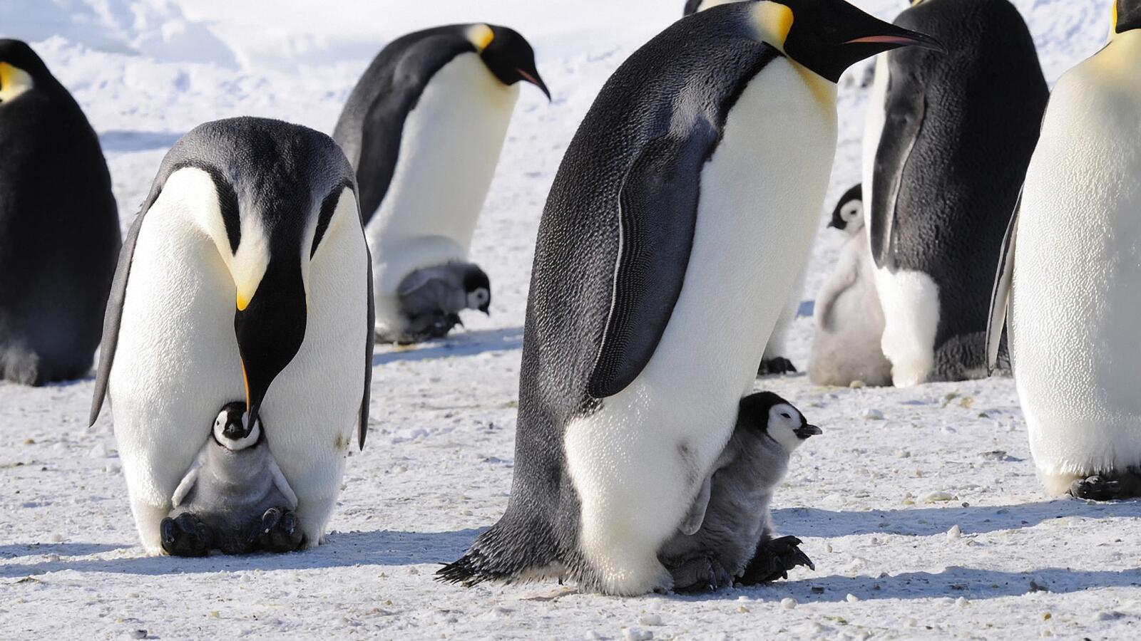 Обои капля пингвины семья на рабочий стол