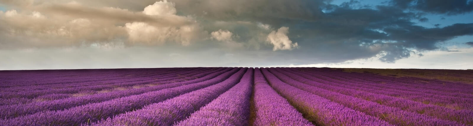 Wallpapers field of lavender refined huge on the desktop