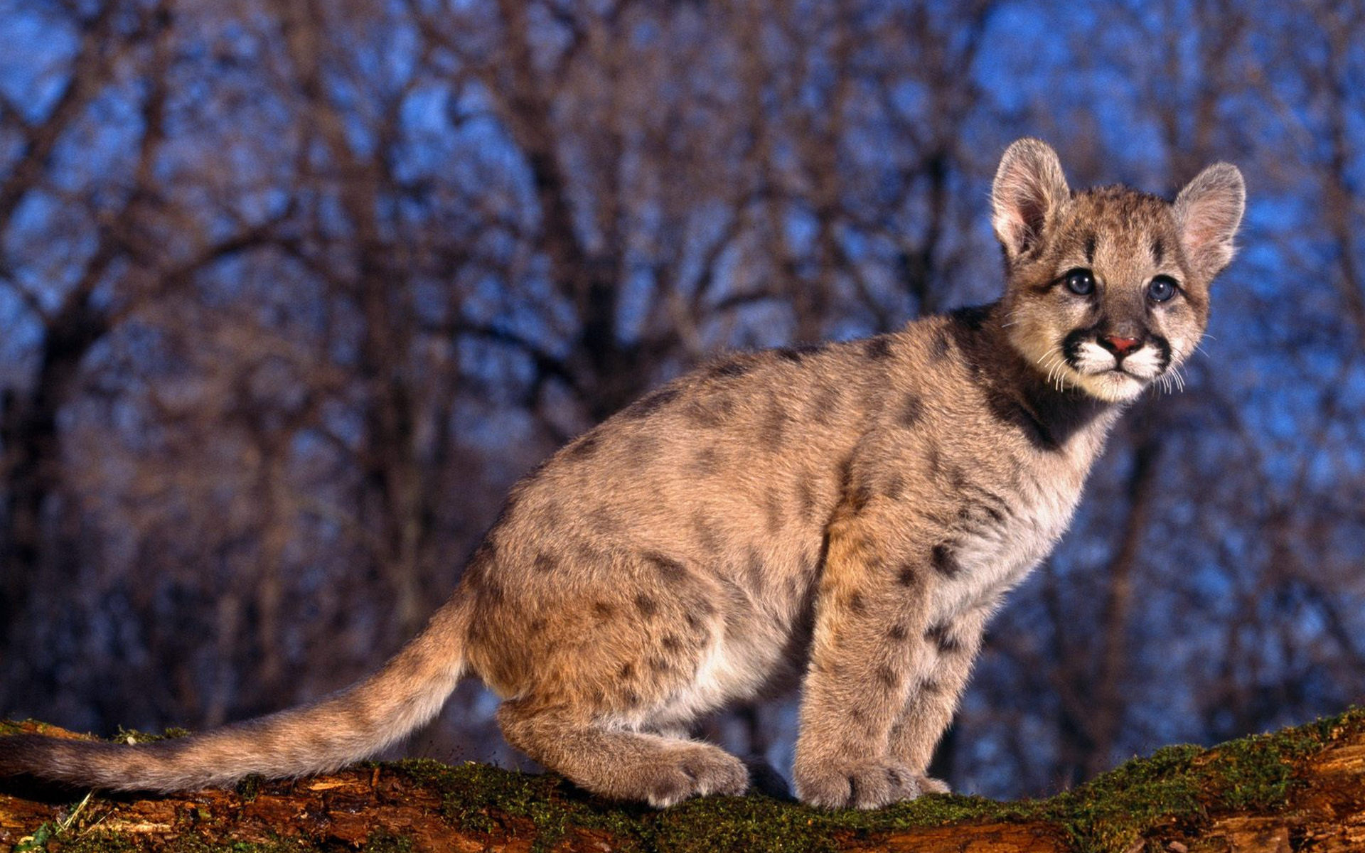 Wallpapers tiger cub cheetah calf on the desktop
