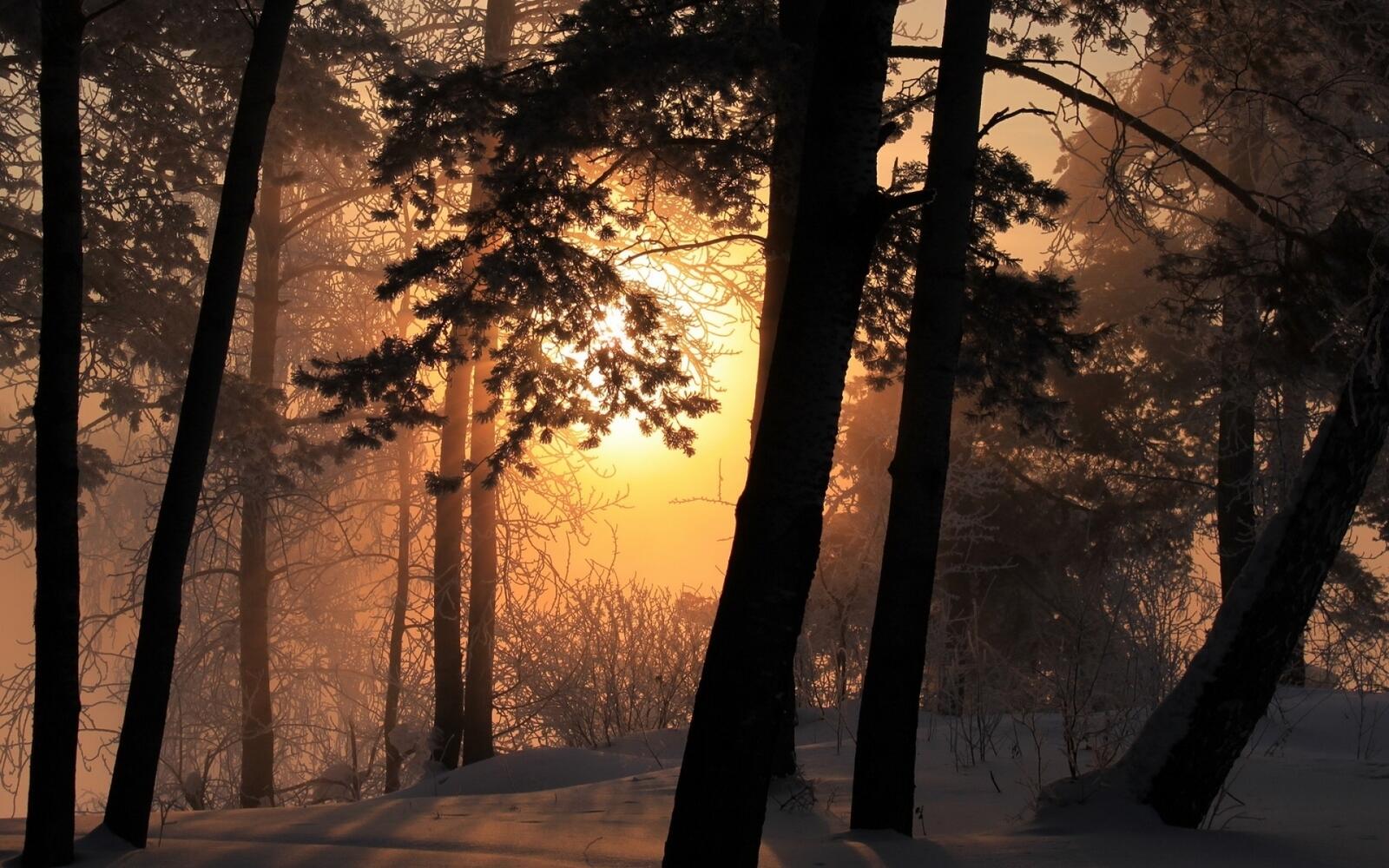 Обои лес зима туман на рабочий стол