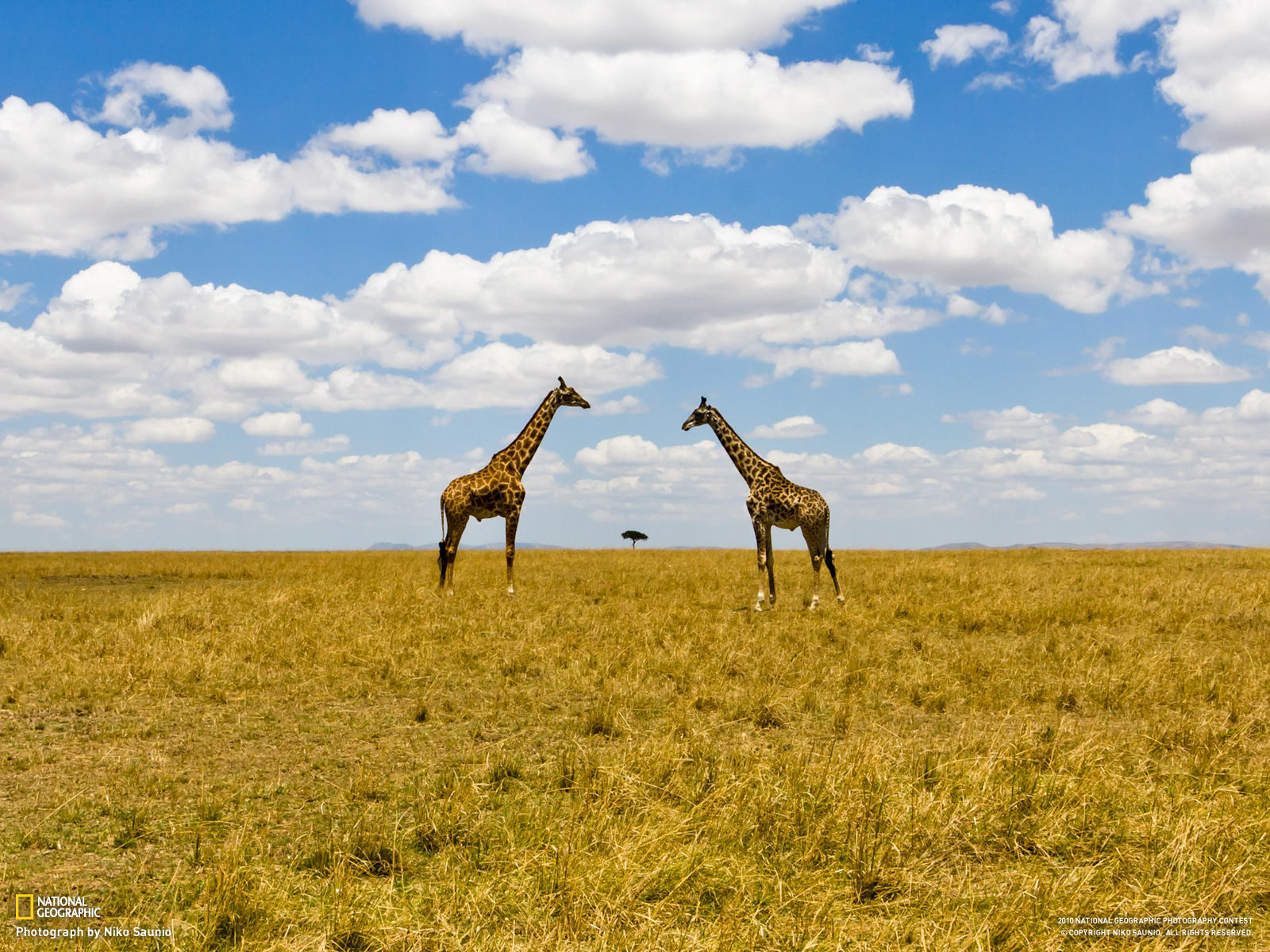 Photo free giraffes, national geographic, tree