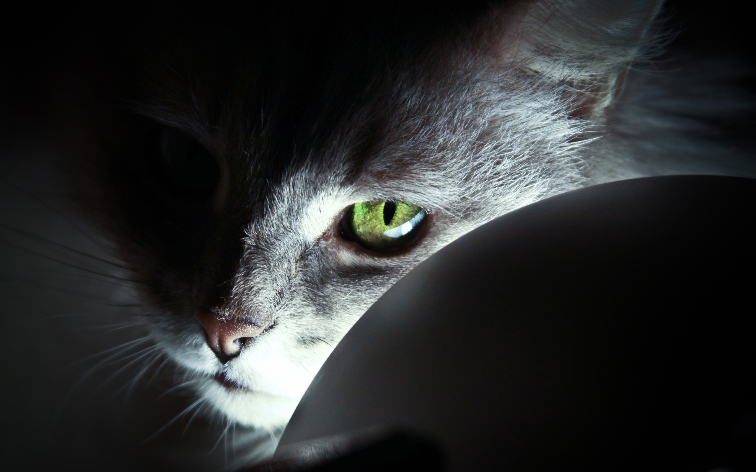 Wallpapers cat muzzle eyes on the desktop