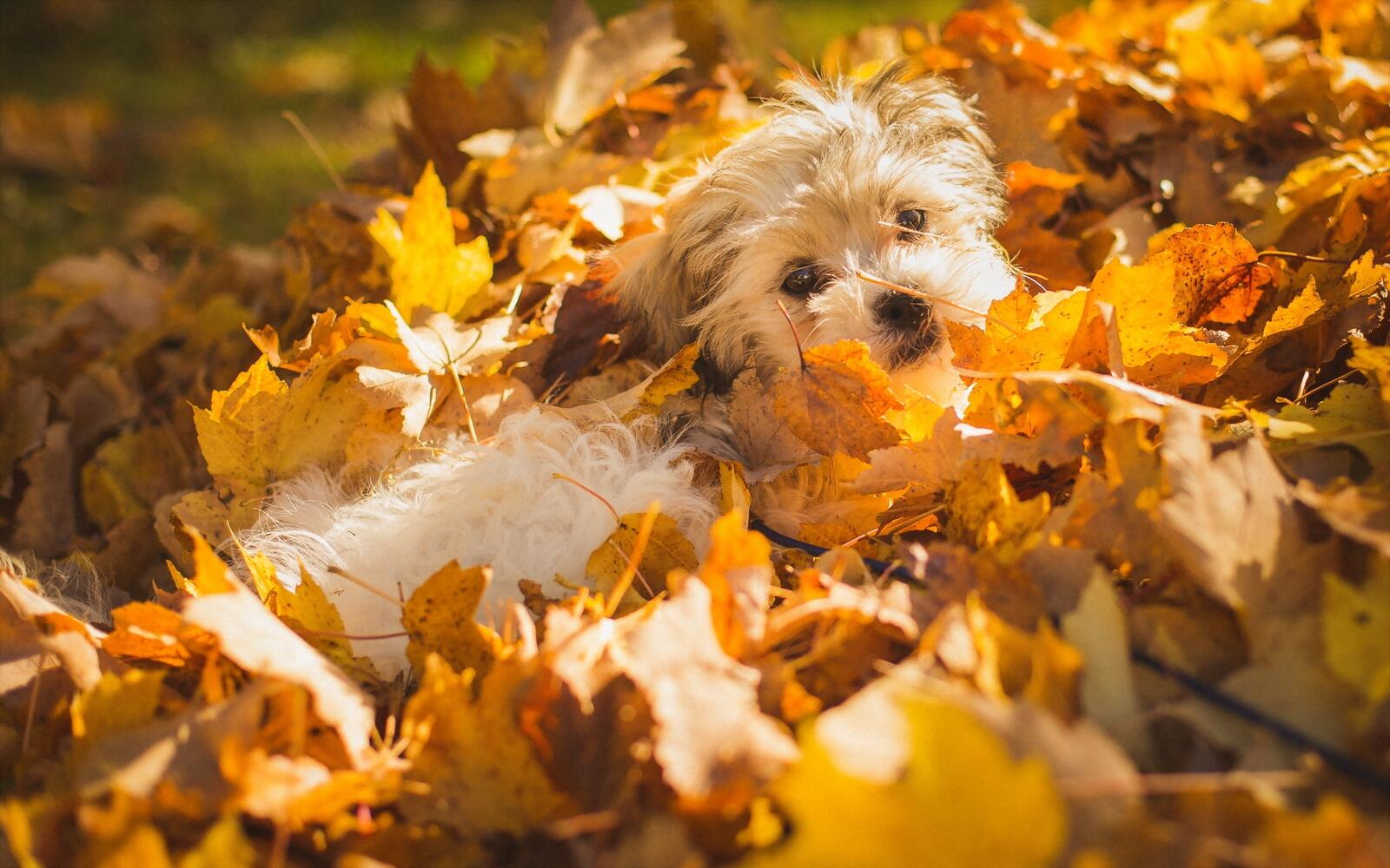 Обои осенний листопад собака листья на рабочий стол