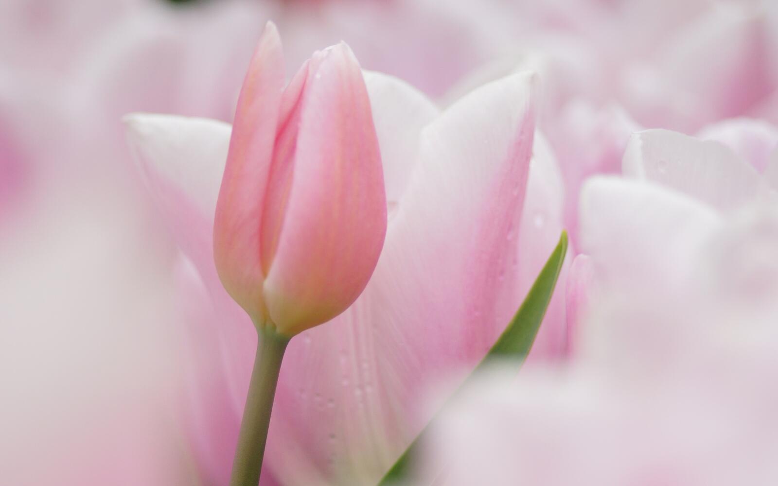 Wallpapers tulip pink bud on the desktop