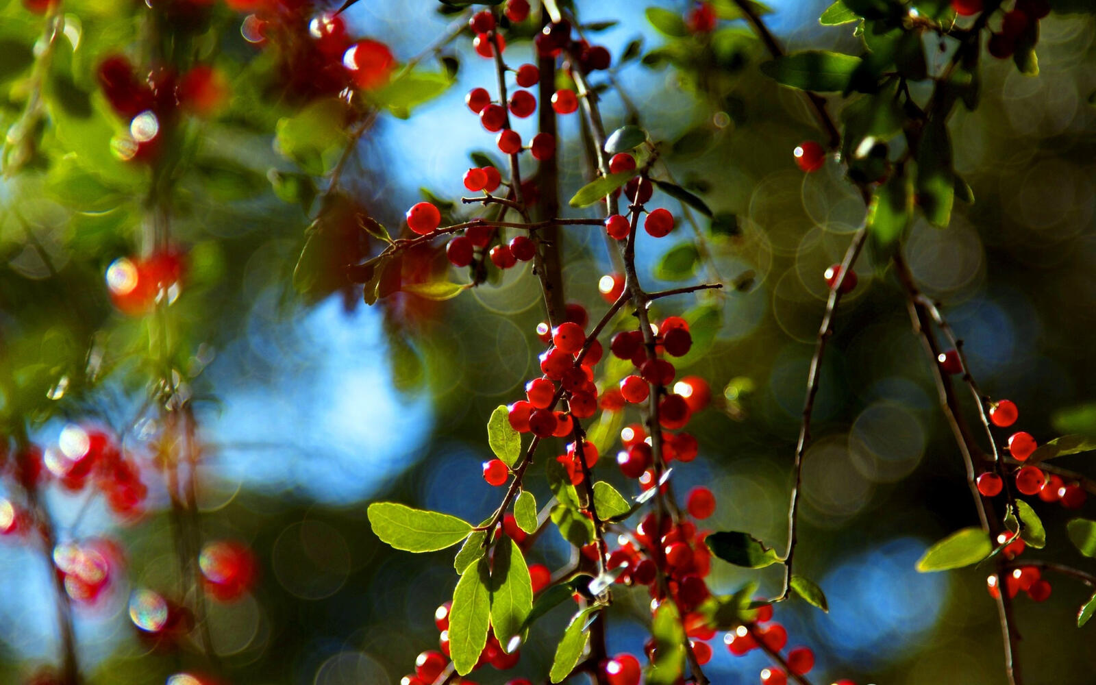Wallpapers berries trees branches on the desktop