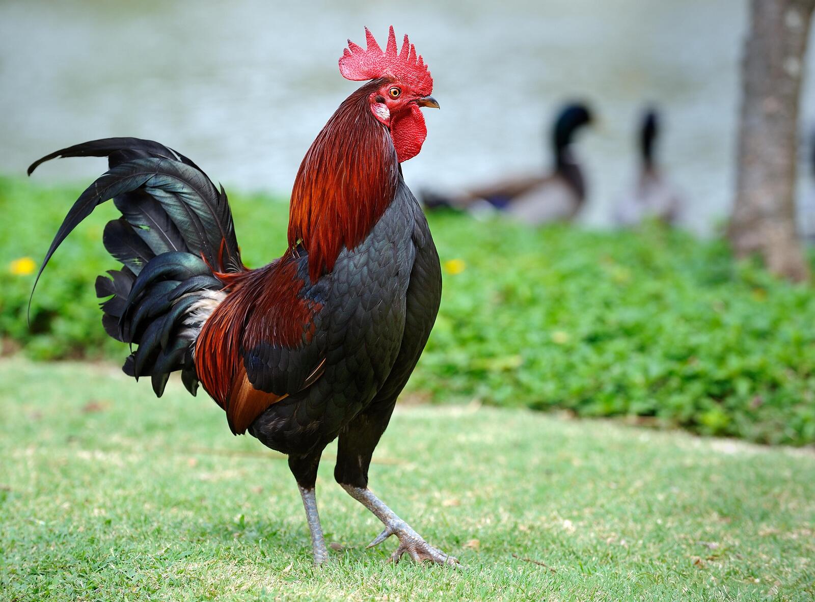 Free photo Cock for the new year