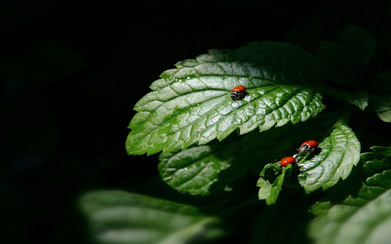 Wallpapers ladybugs leaves family on the desktop