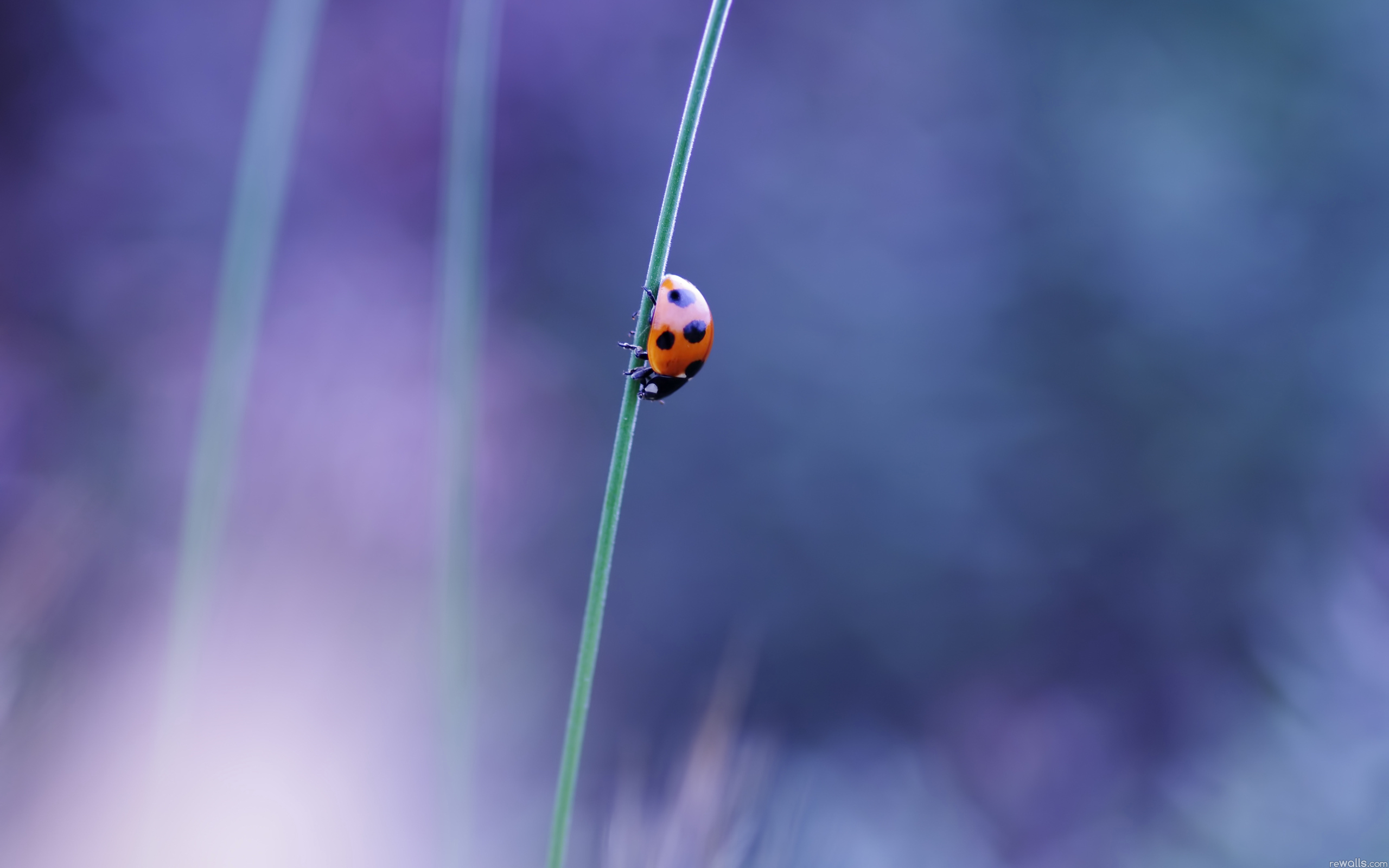 Wallpapers ladybird one small on the desktop