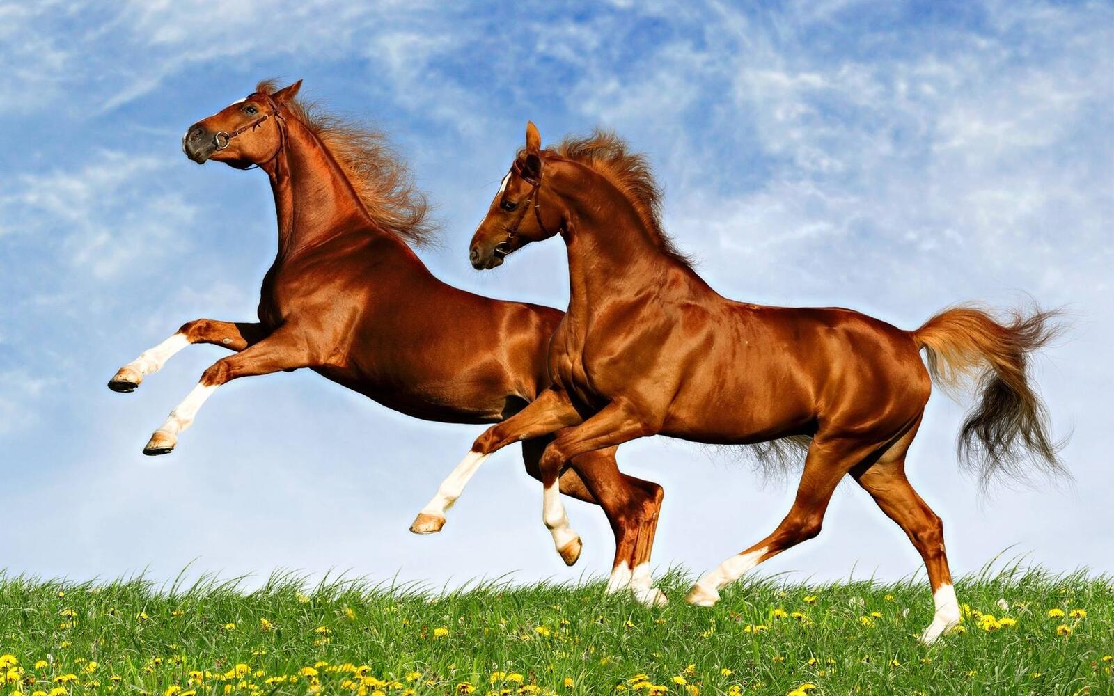 Обои кони лошади красота на рабочий стол