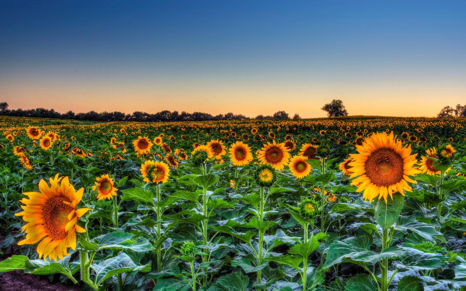 Free photo A large field of sunflowers at sunset