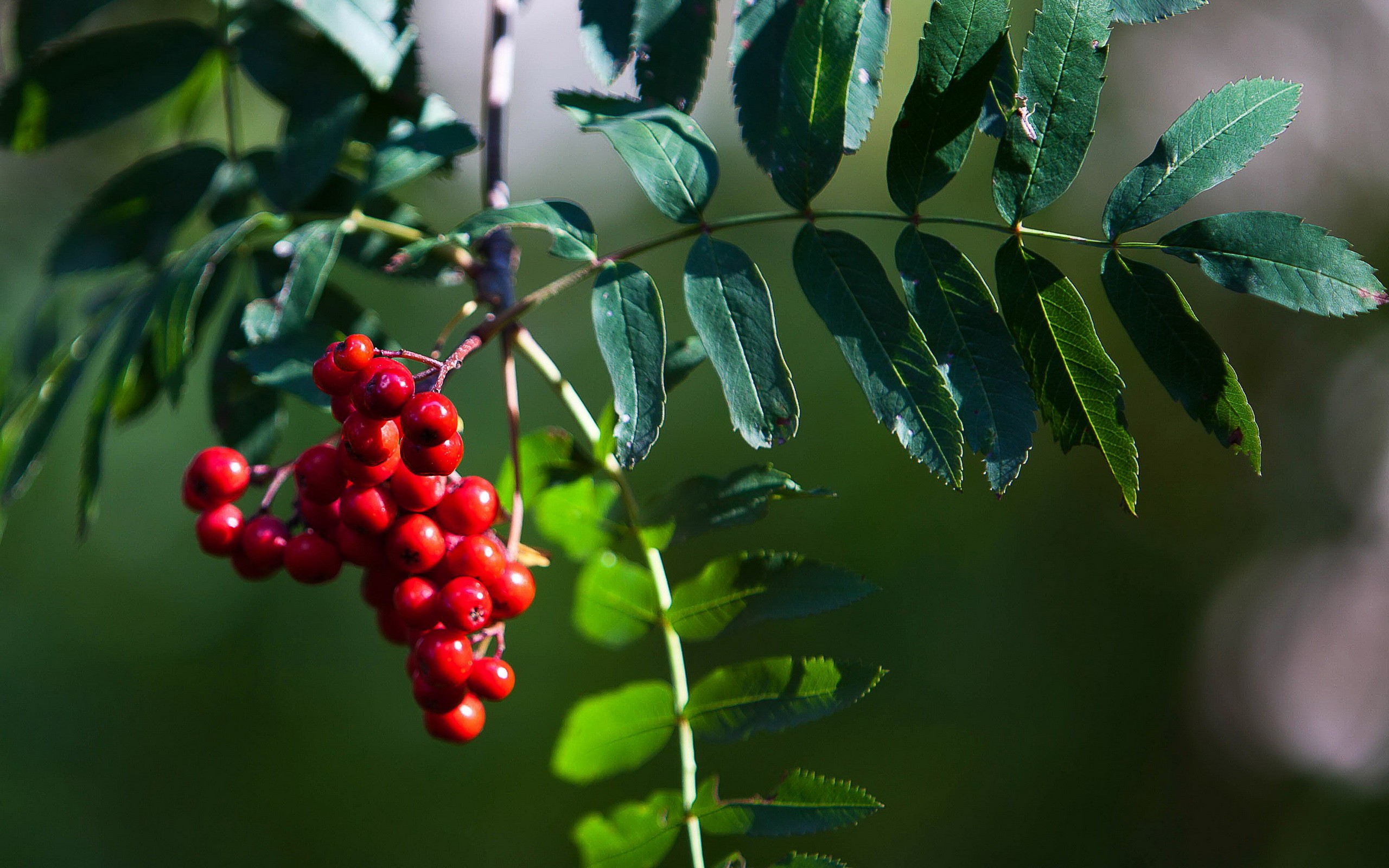 Wallpapers mountain ash berries leaves on the desktop