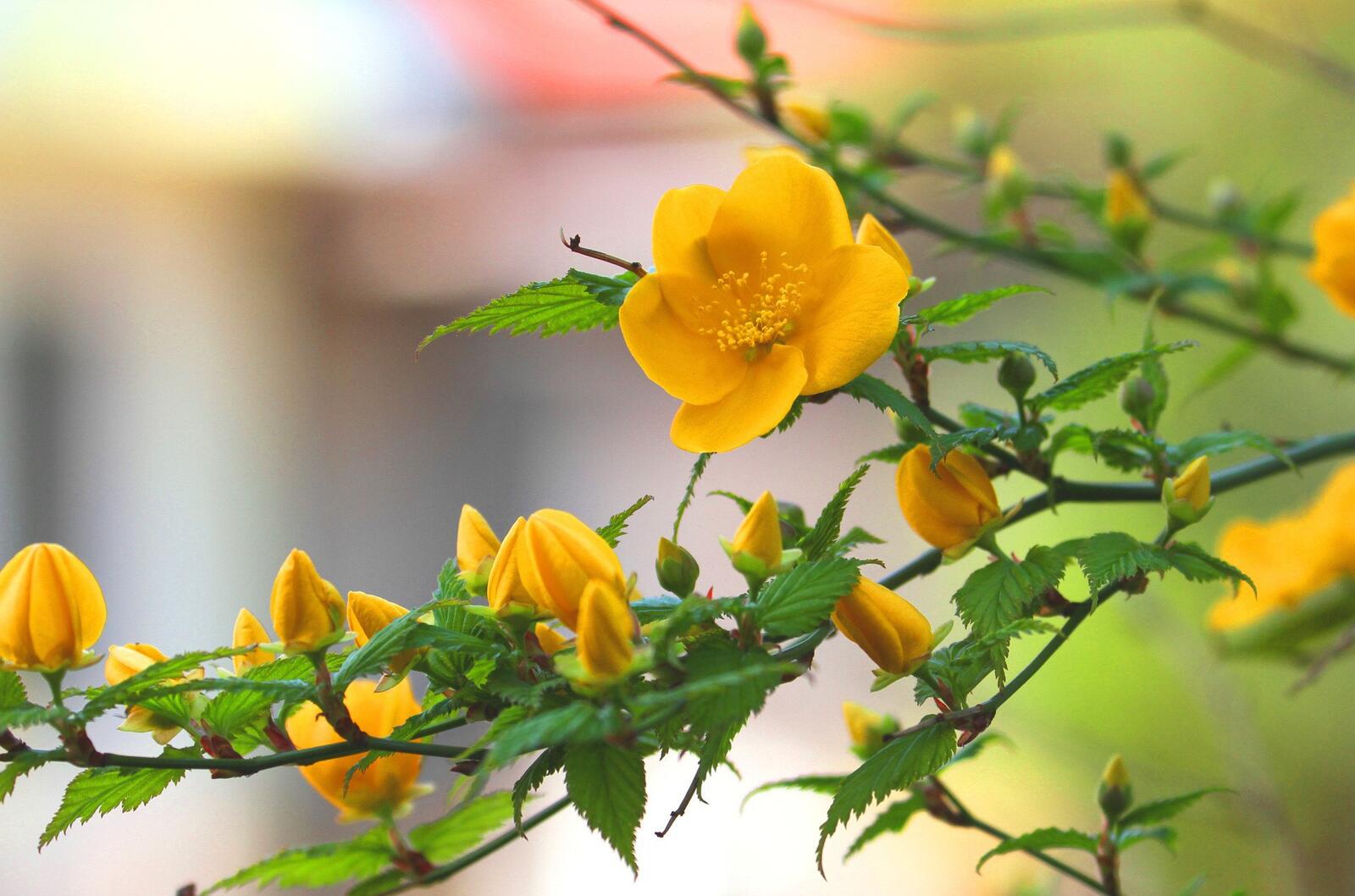 Обои цветок желтый листья на рабочий стол