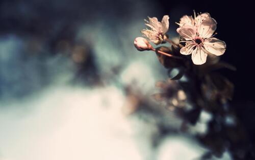 вишня цветок ветка