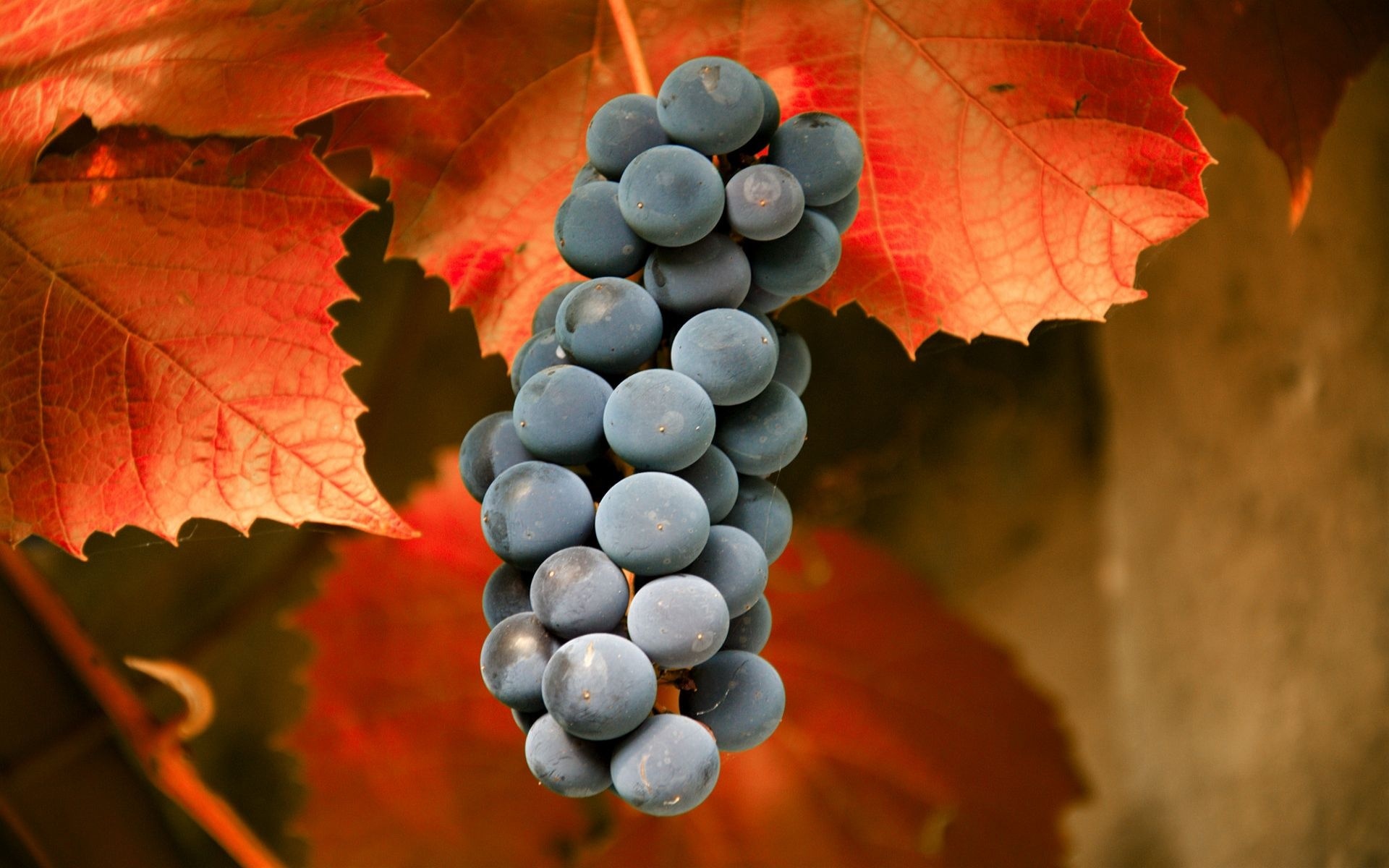Wallpapers grapes blue berry on the desktop
