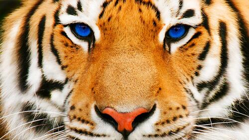 Tiger with blue eyes