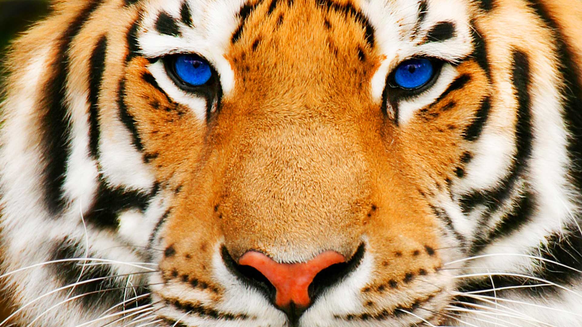 Бесплатное фото Тигр с синими глазами