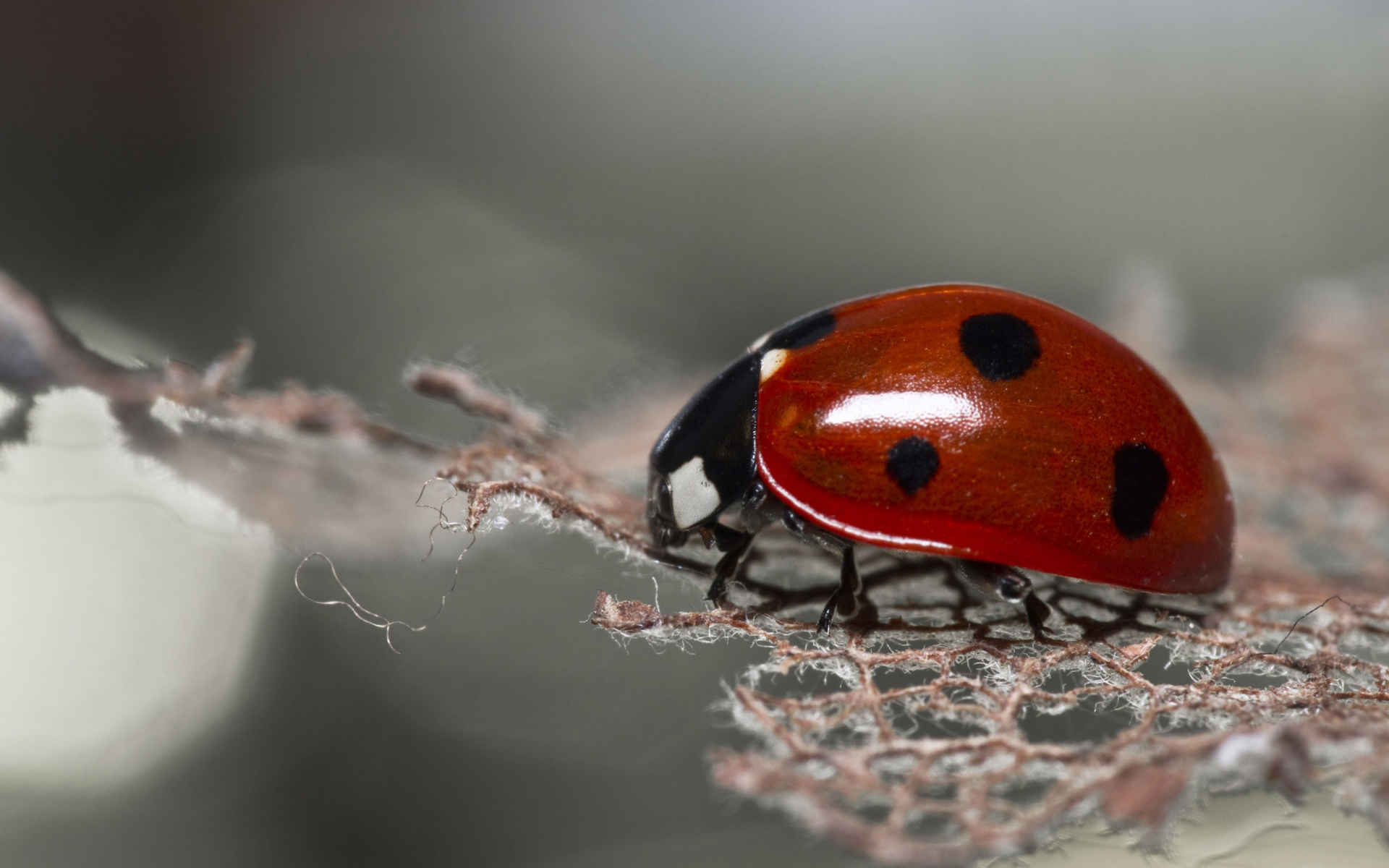 Wallpapers insect ladybug red on the desktop